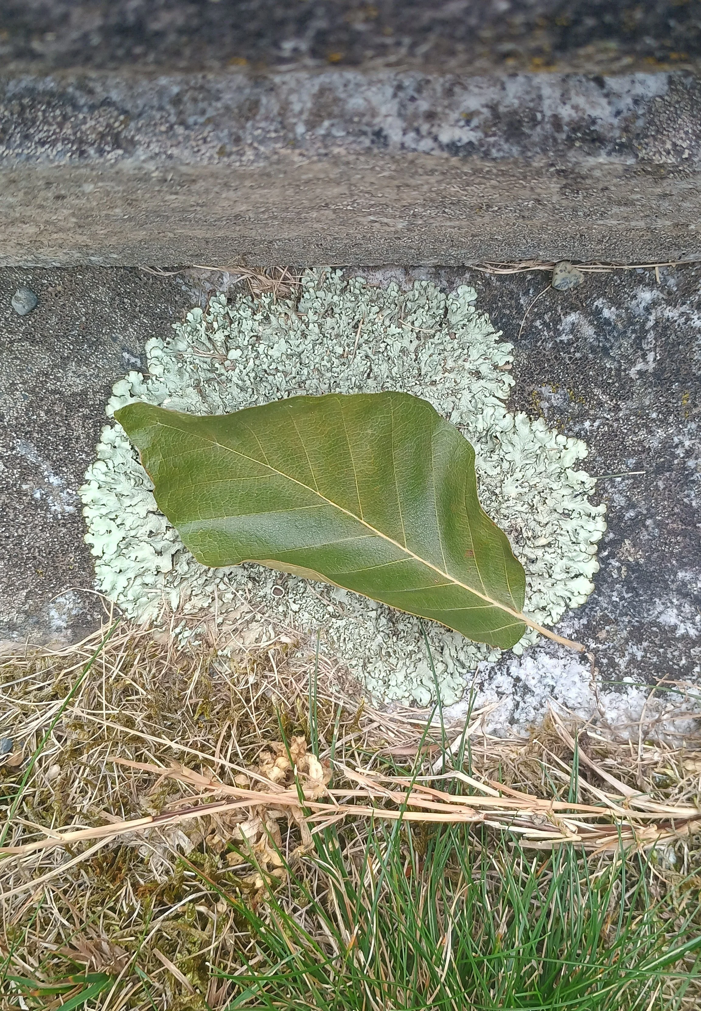 A leaf in British Columbia, Canada