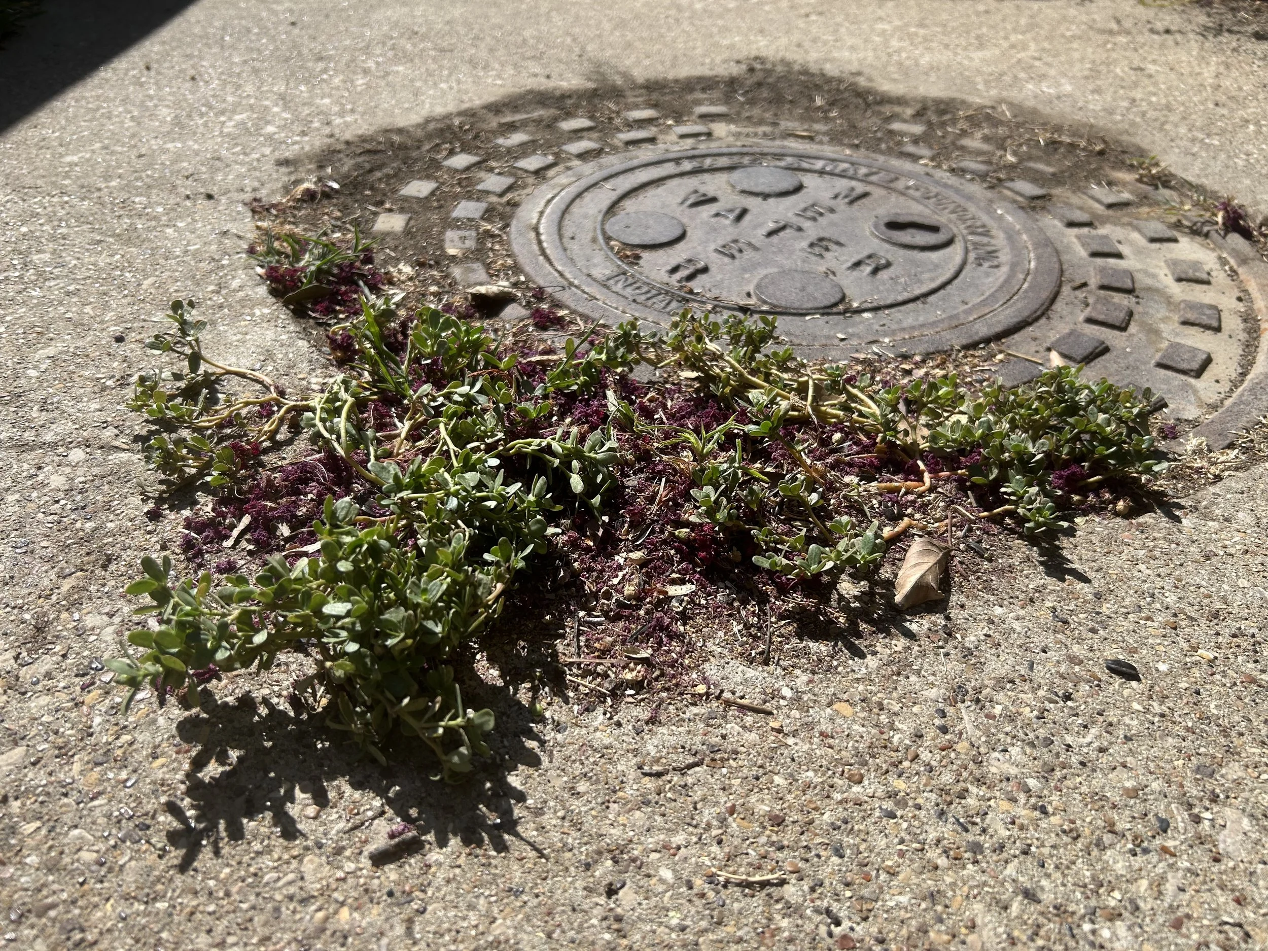 Purslane in Dallas, Texas