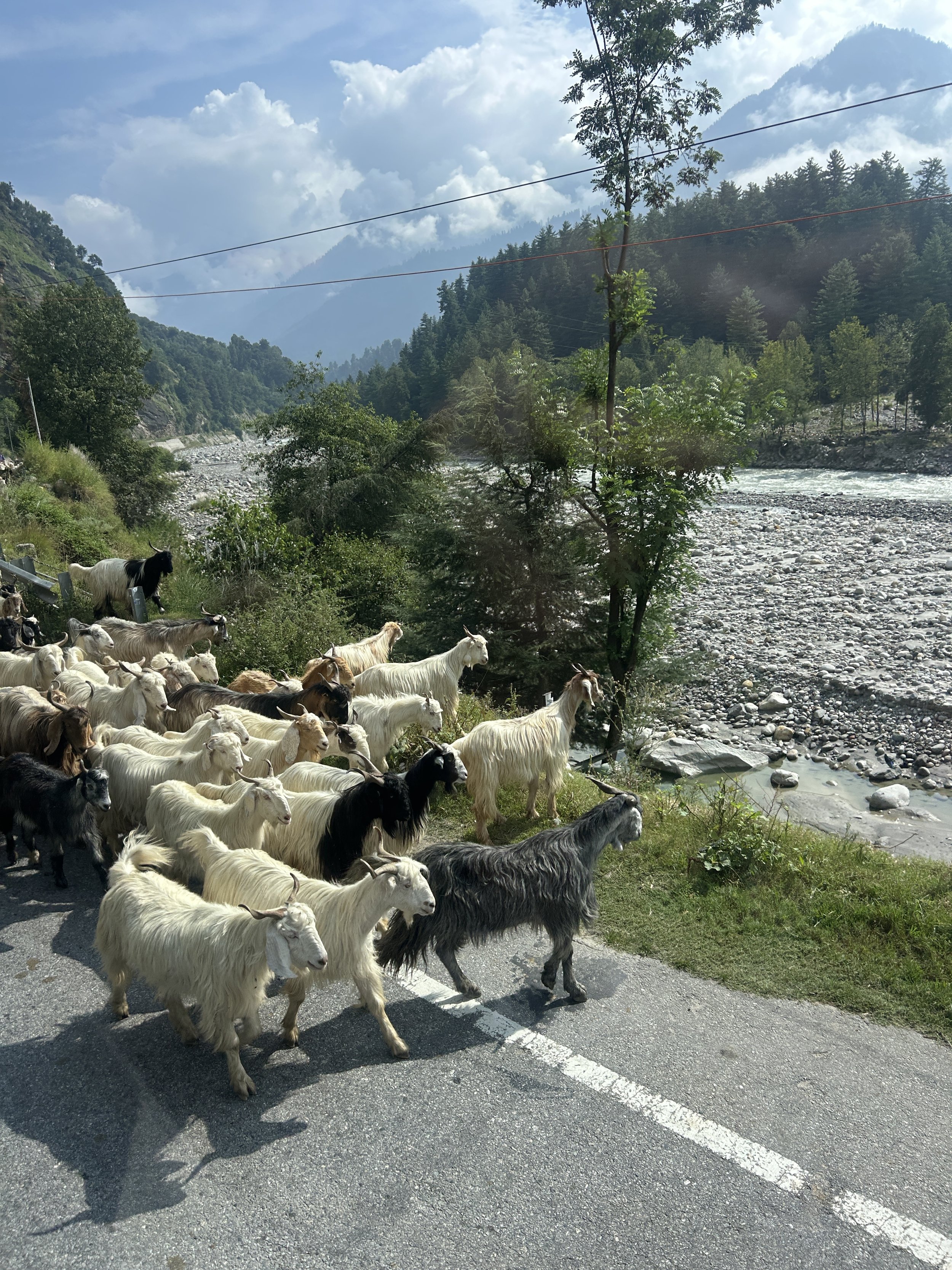 Goats in Himachal Pradesh