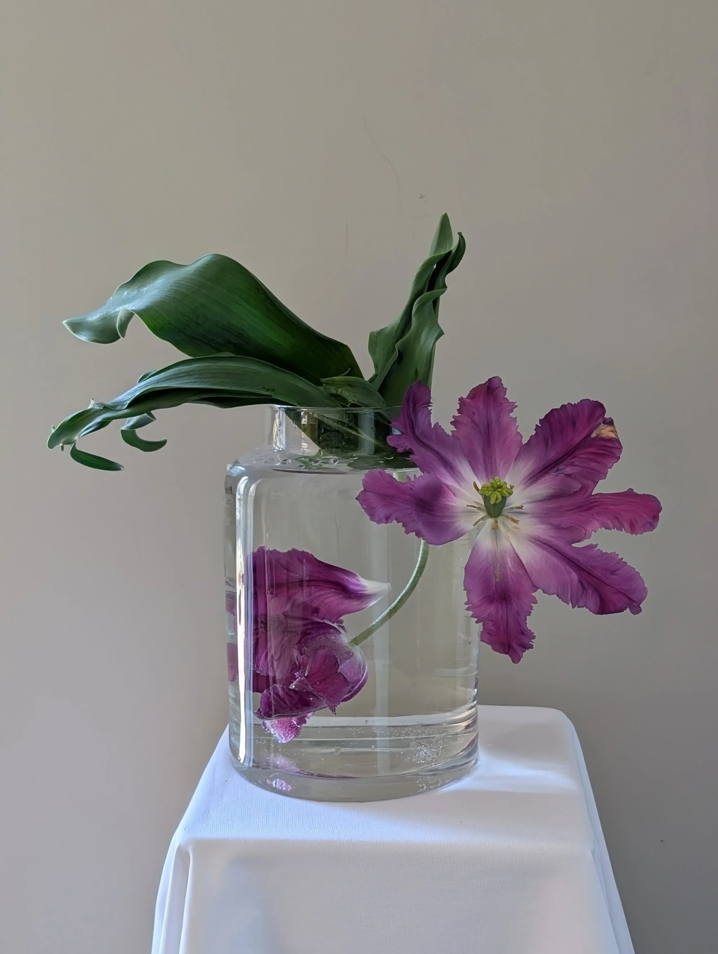 garden tulips_floral compossition_photo_2026.webp
