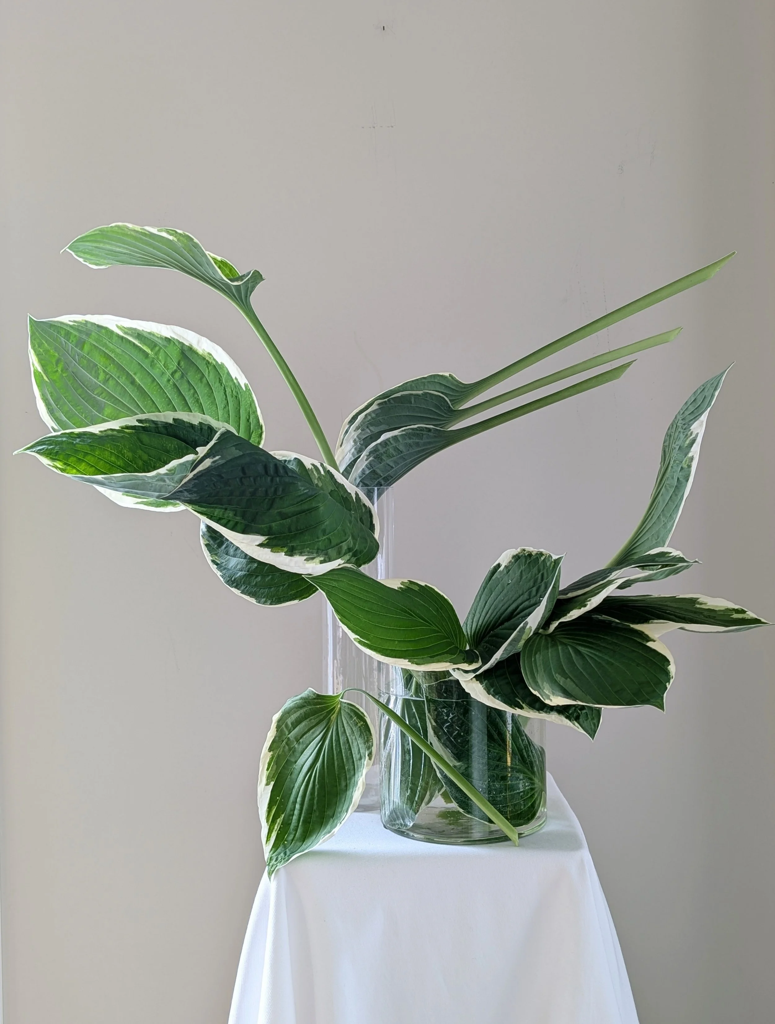 katerina haaland_atelier fro_hosta leaves.jpg