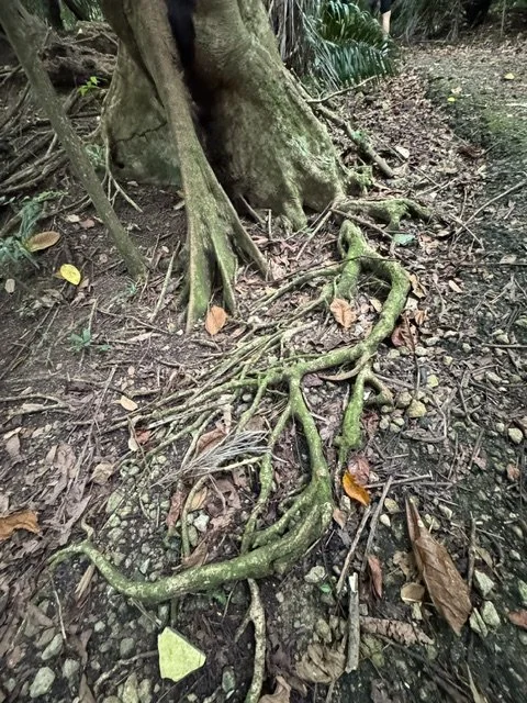 Roots of a tree in Singapore