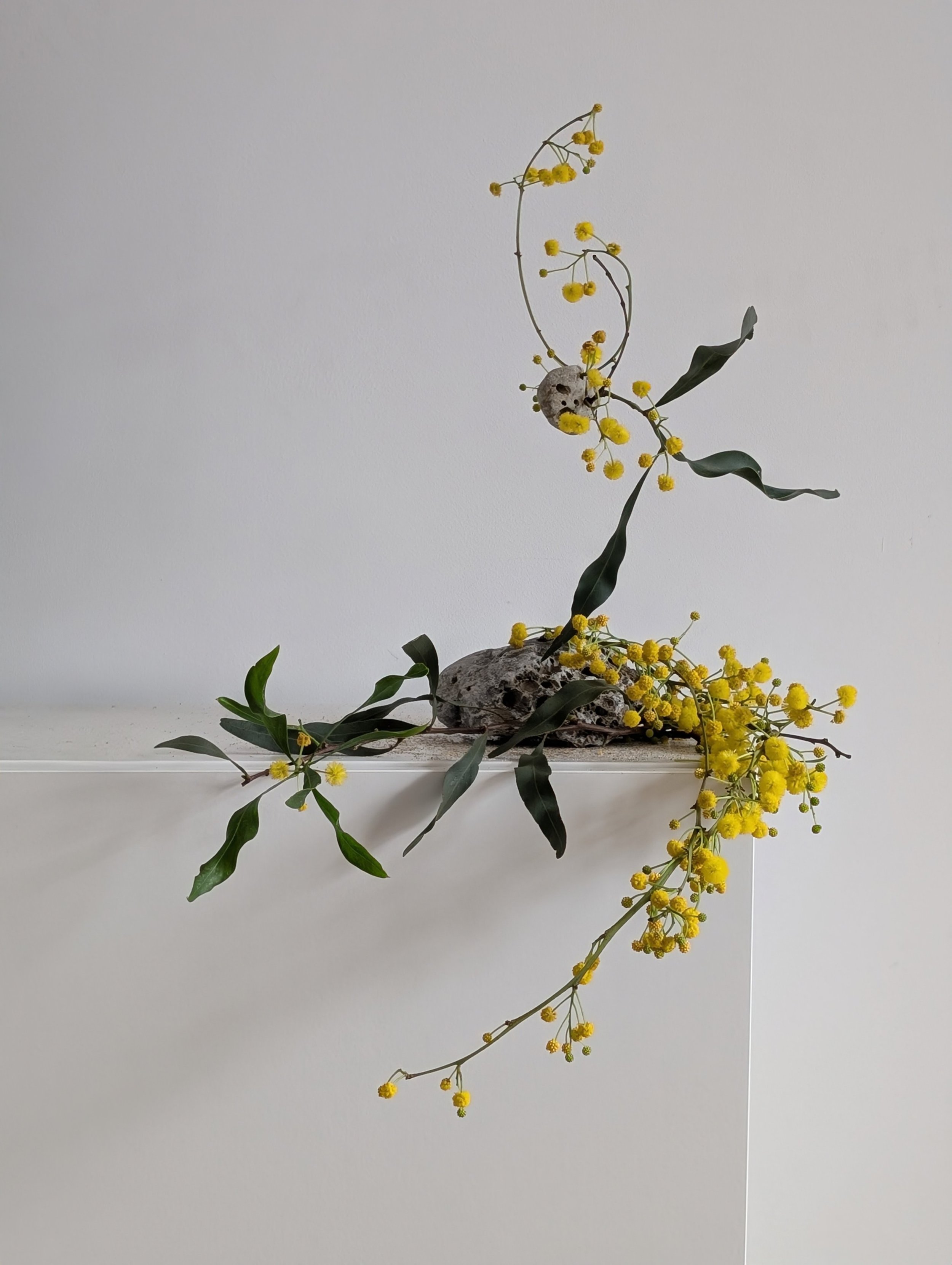 mimosa and beach stone_botanical installation_photo_2026.jpg