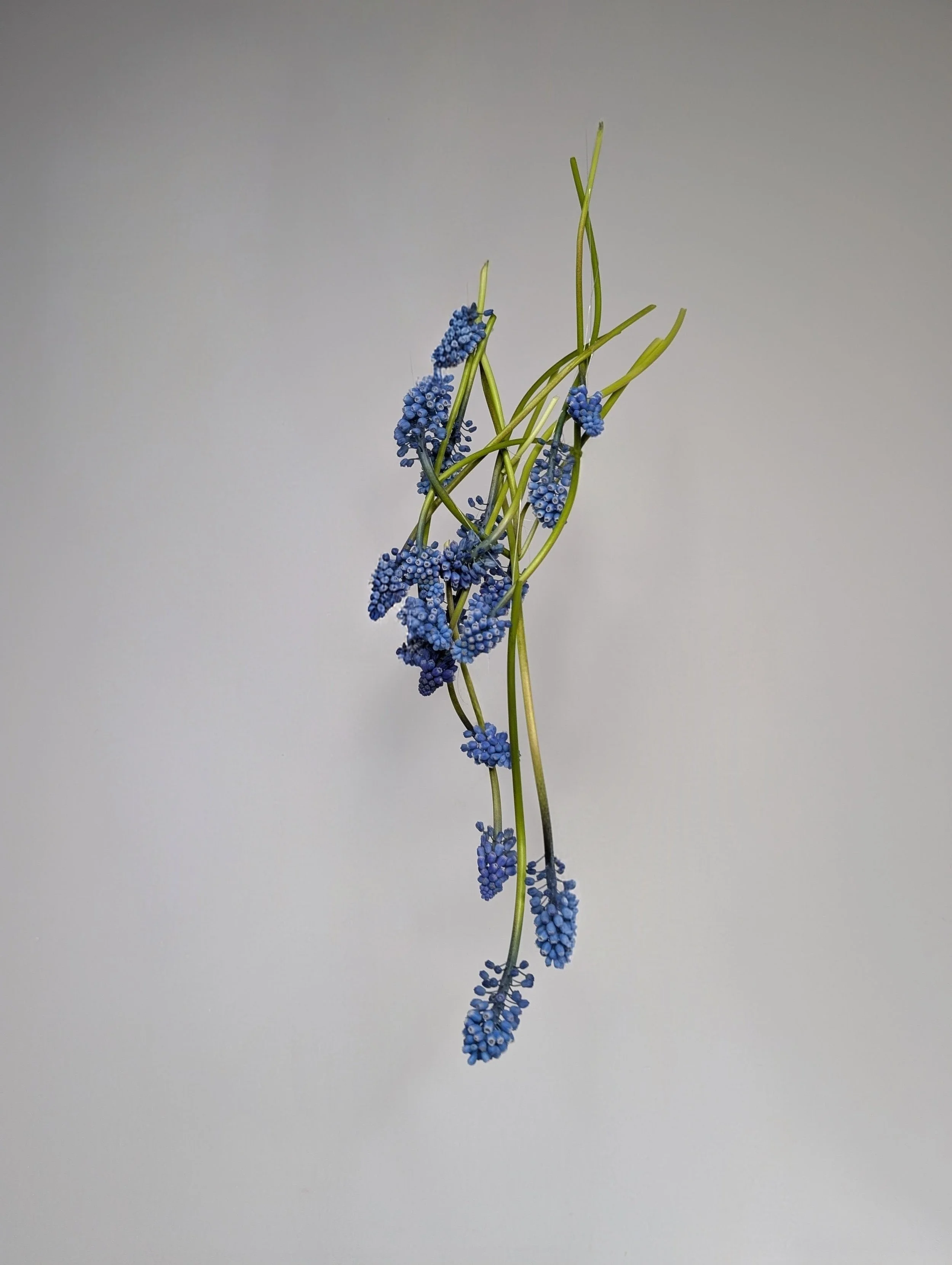 Connected Muscari Installation-2026-photo_Katerina Haaland.jpg