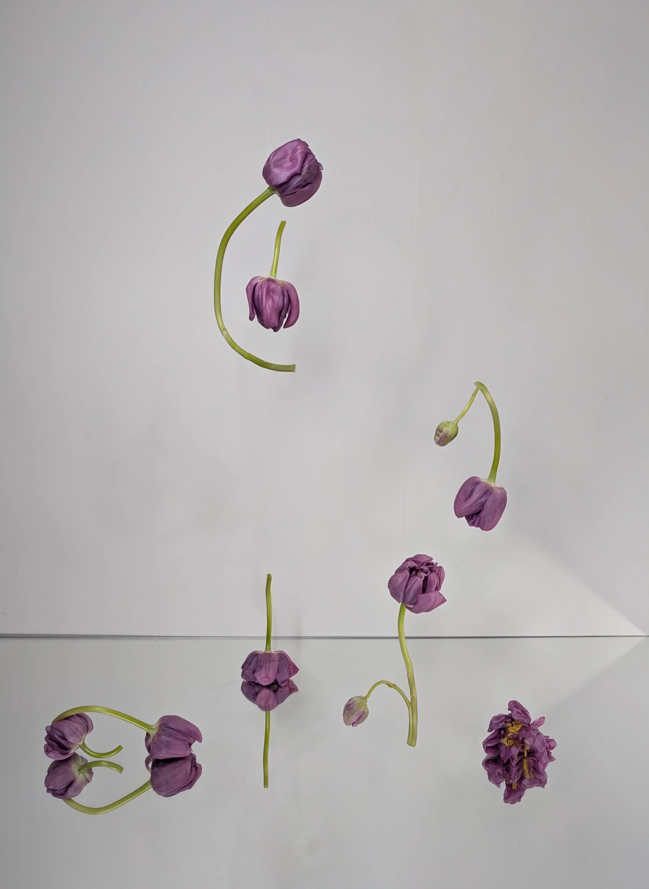 Fading Tulips Installation-2026-photo_Katerina Haaland.jpg