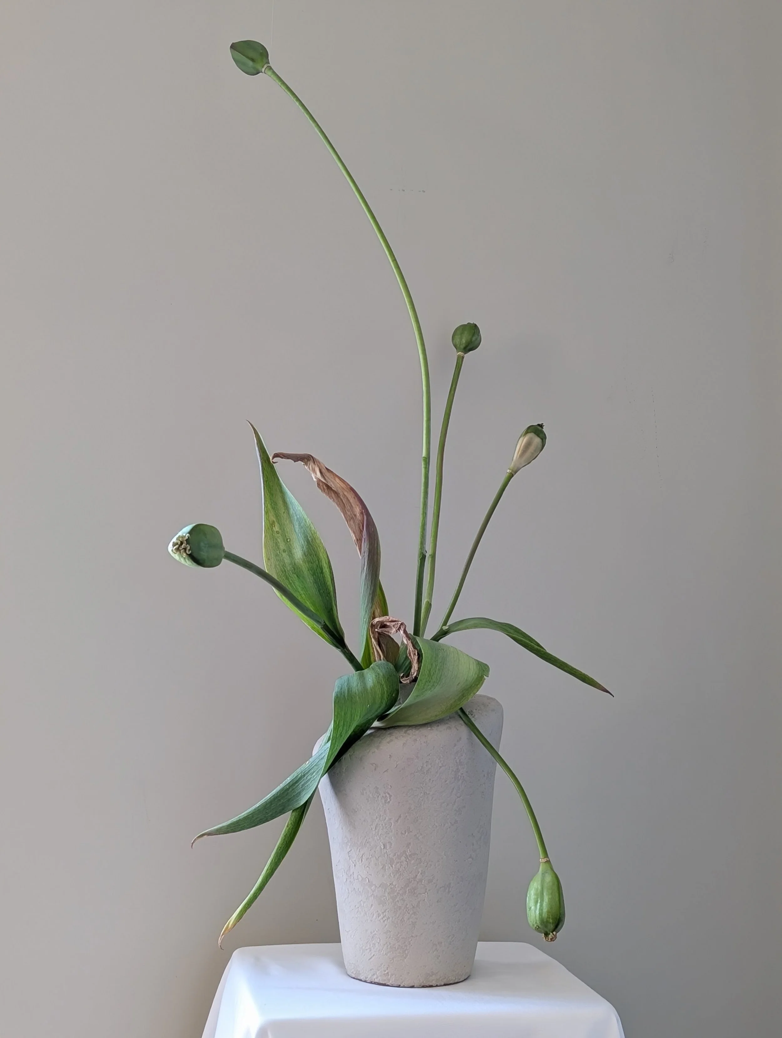 katerina haaland_atelier fro_tulips after bloom (1).jpg