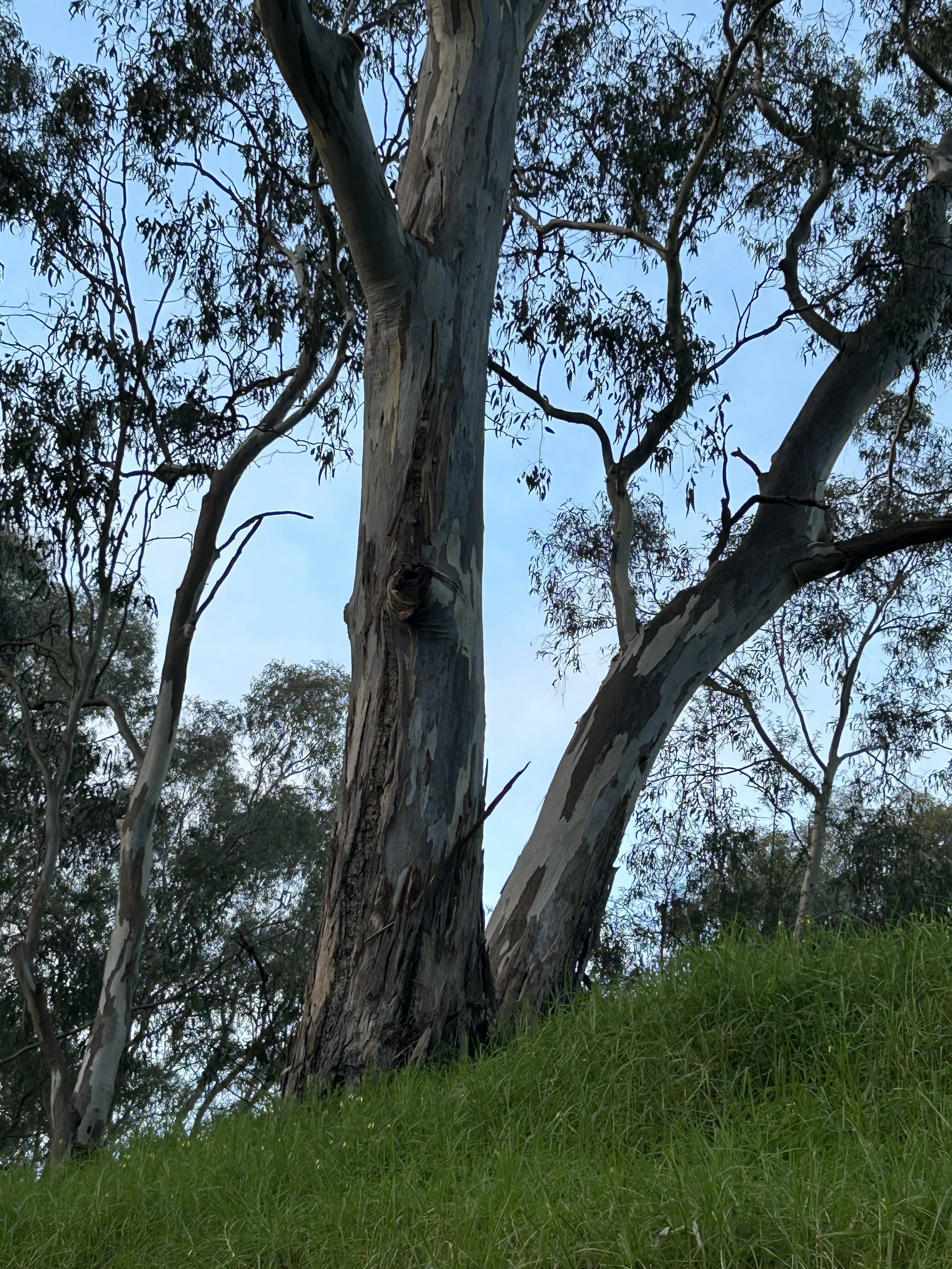 A suburban tree in Melbourne, Australia