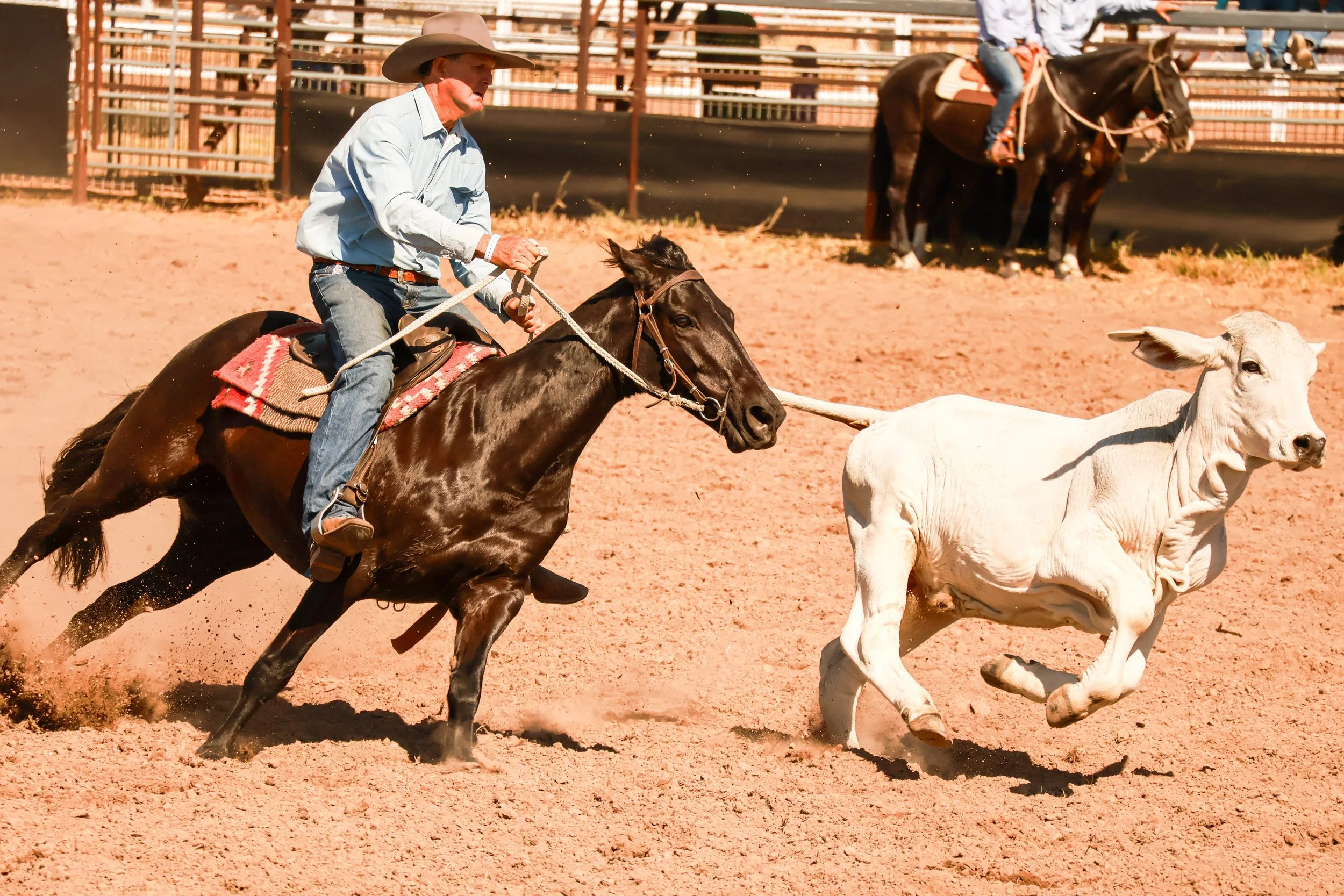 A cowboy riding a horse in a rodeo, chasing a white calf on a dirt arena, with another rider on a horse in the background.