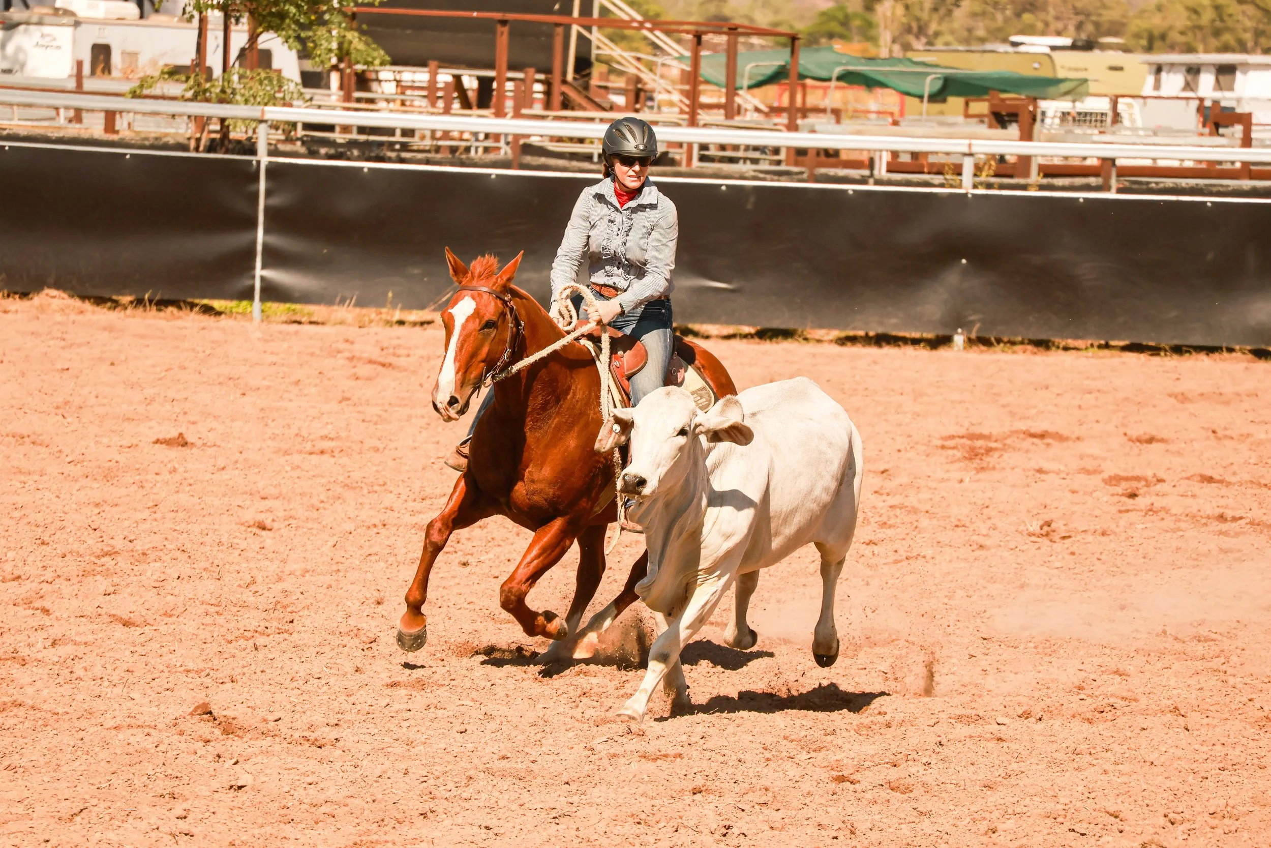 A woman wearing a helmet and sunglasses riding a brown horse, leading a white cow on a dirt race track with a black barrier and some structures and trees in the background.