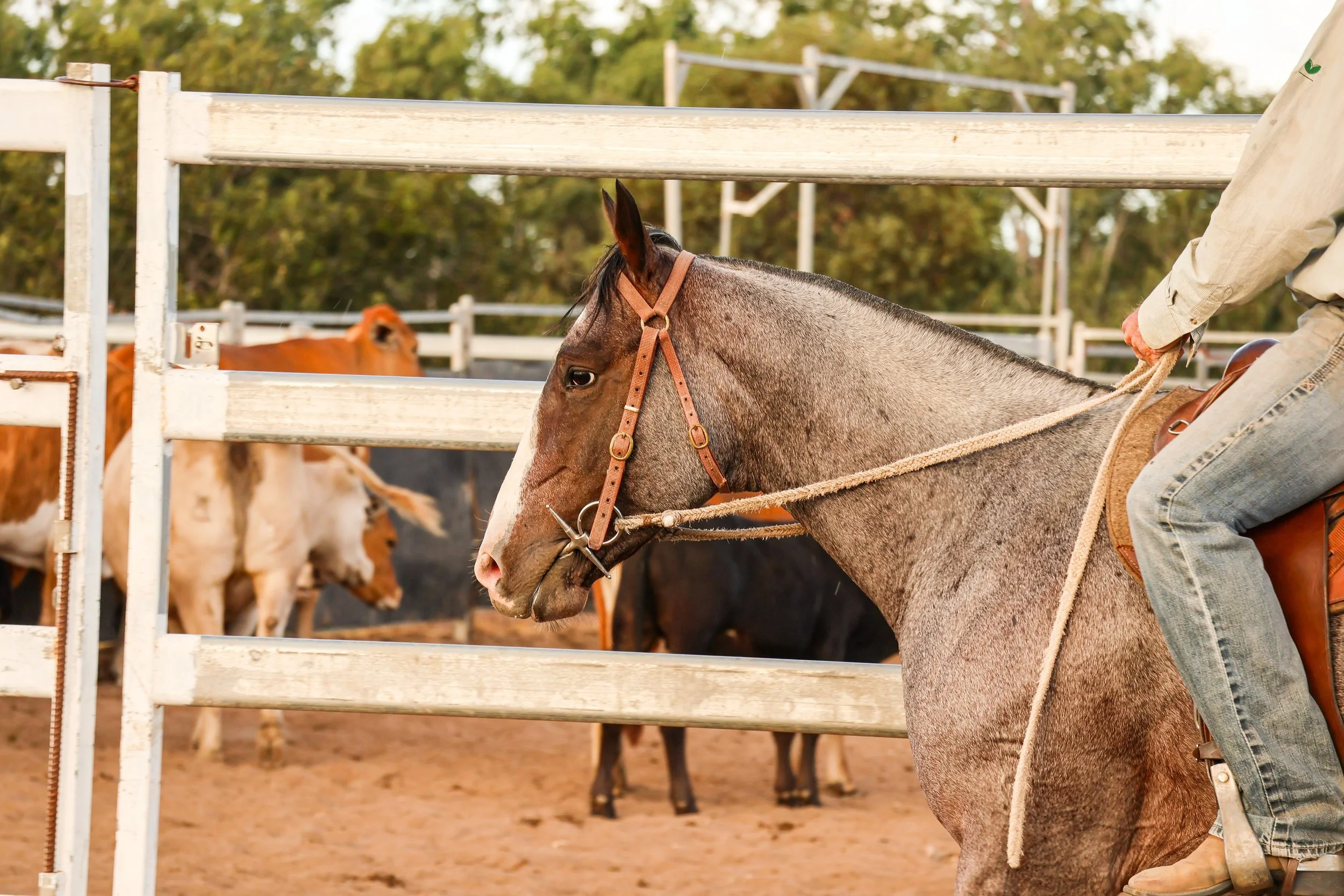 A person riding a brown and gray horse in a paddock, with a white wooden fence and other horses in the background, and trees beyond.
