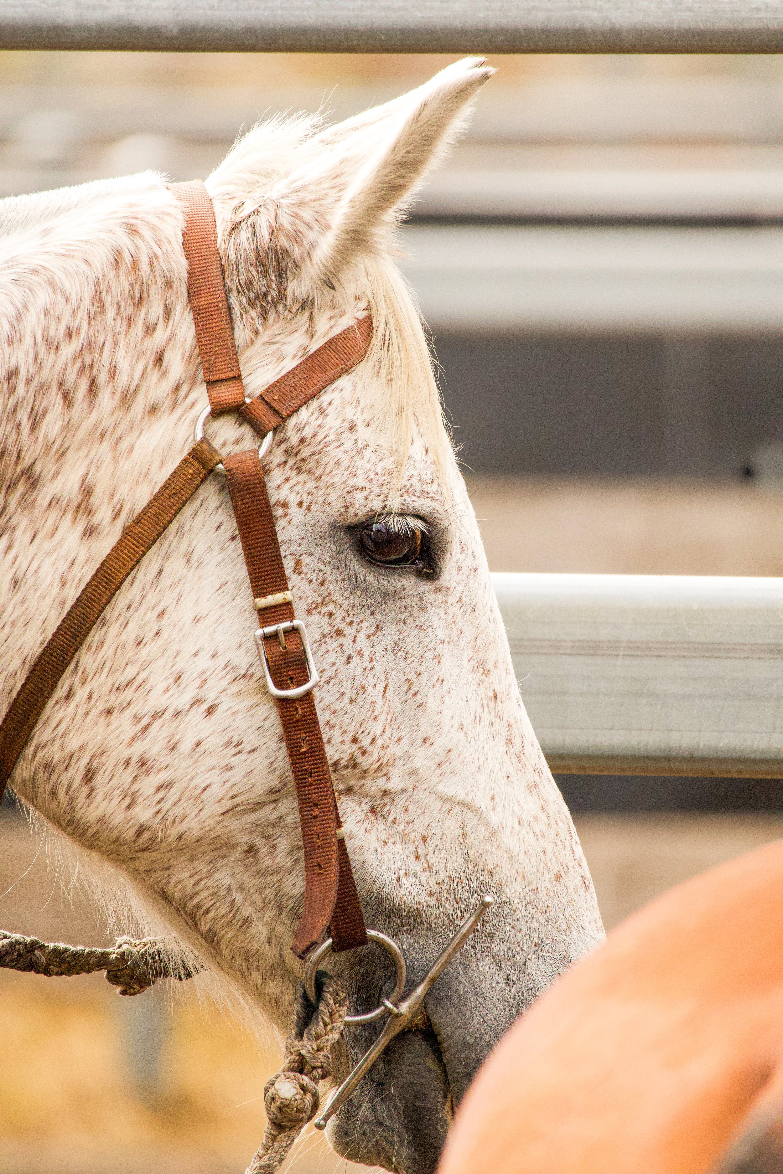Close-up of a white horse's head with brown spots, wearing a brown halter, with a background of blurred fencing and outdoors.