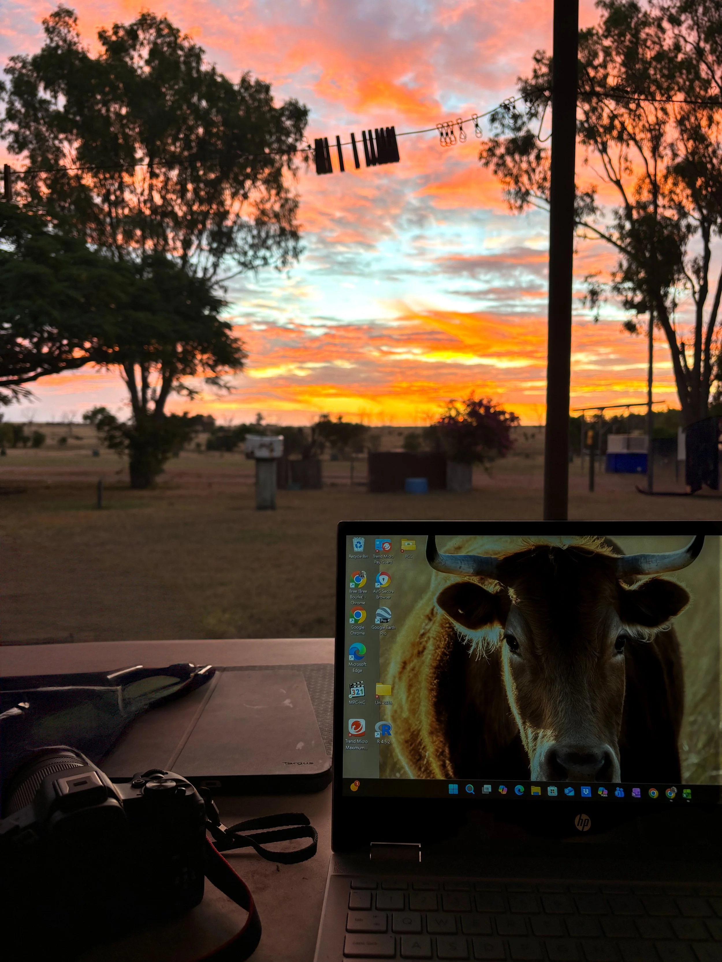 A computer monitor displaying a close-up image of a cow's face, with trees and a colorful sunset in the background.