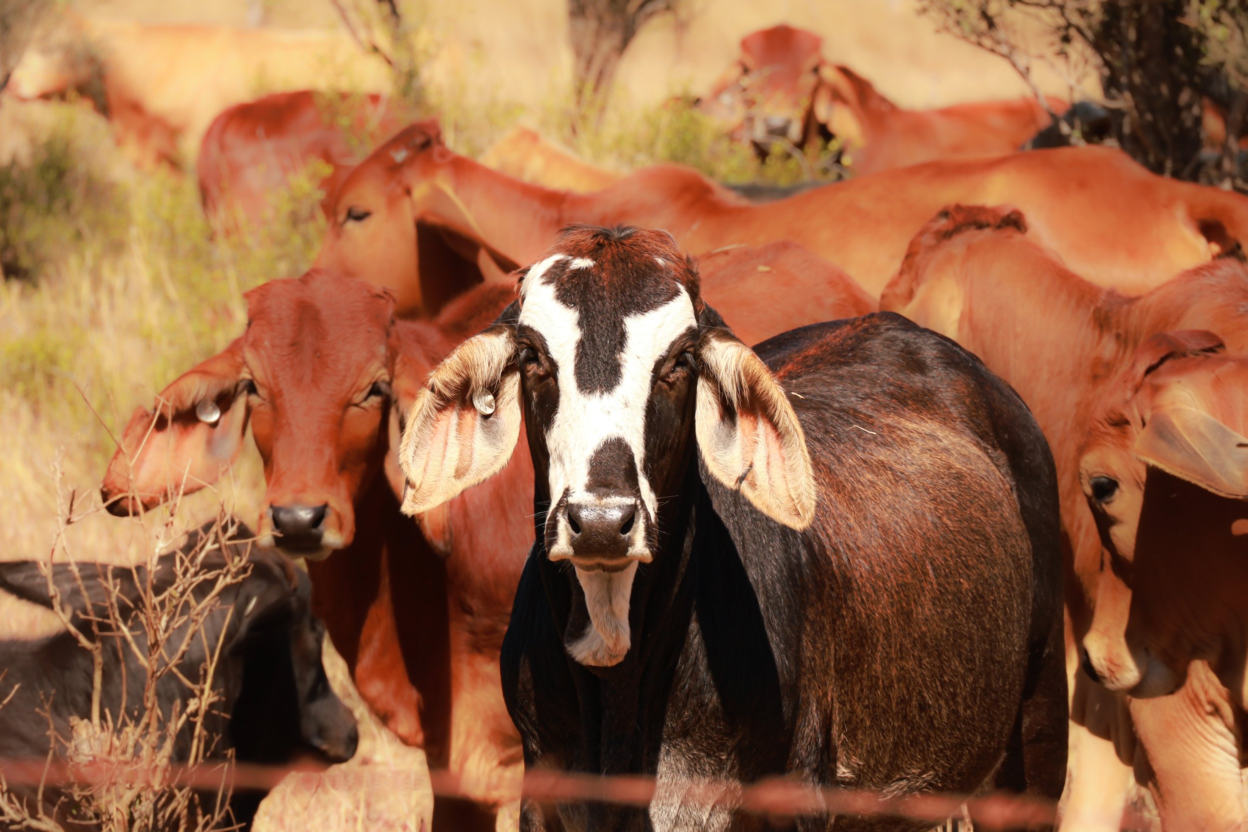 A group of cows, with one black and white cow in the center, surrounded by brown cows in a pasture.
