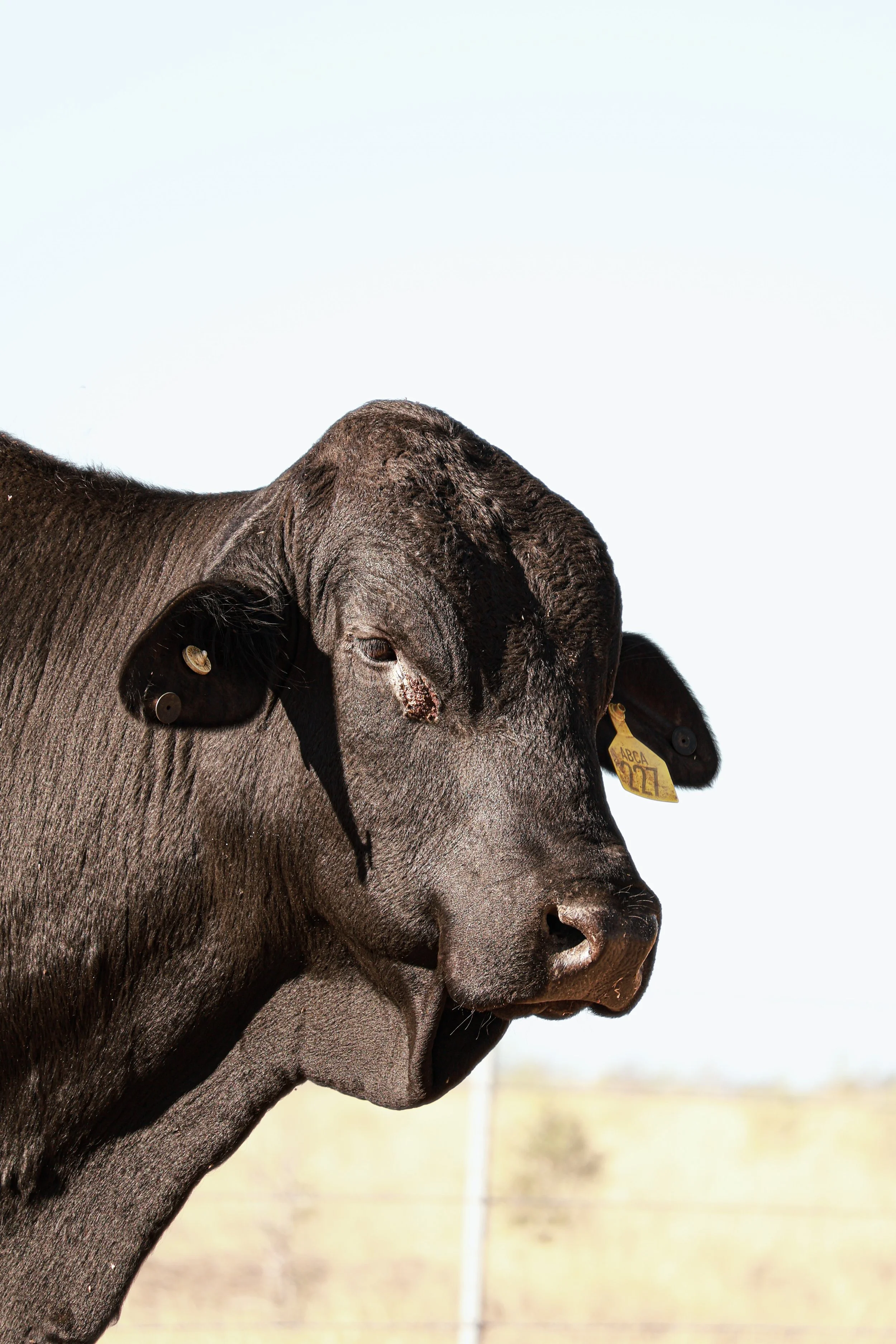 Close-up of a black cow's face outdoors with a blurred background, showing a yellow ear tag reading 'ABCA 122'.