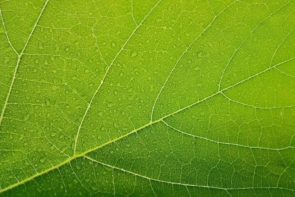 10 Simple Steps to a Greener Home