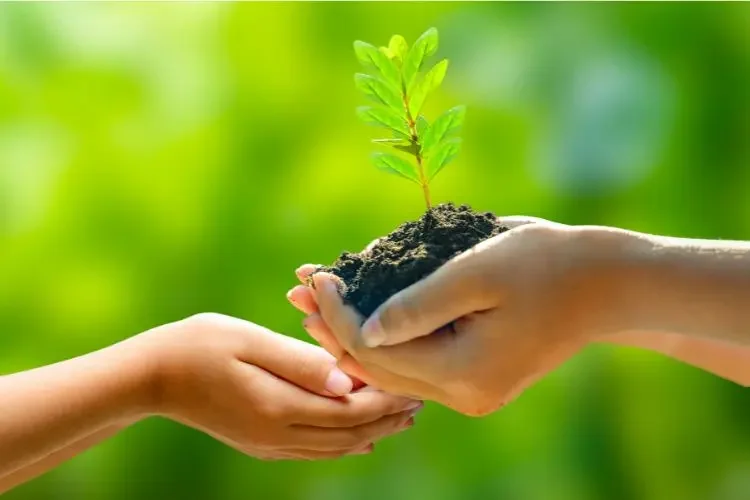 The Vital Role of Soil in Our Environment