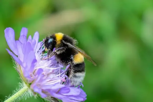 What is Biodiversity Net Gain: A Summary of Key Components