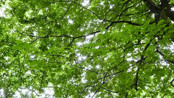 Rewilding Explained: Benefits, Challenges, and Examples