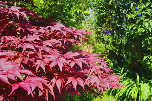 Rewild Your Garden: Simple Tips to Create a Wildlife Haven