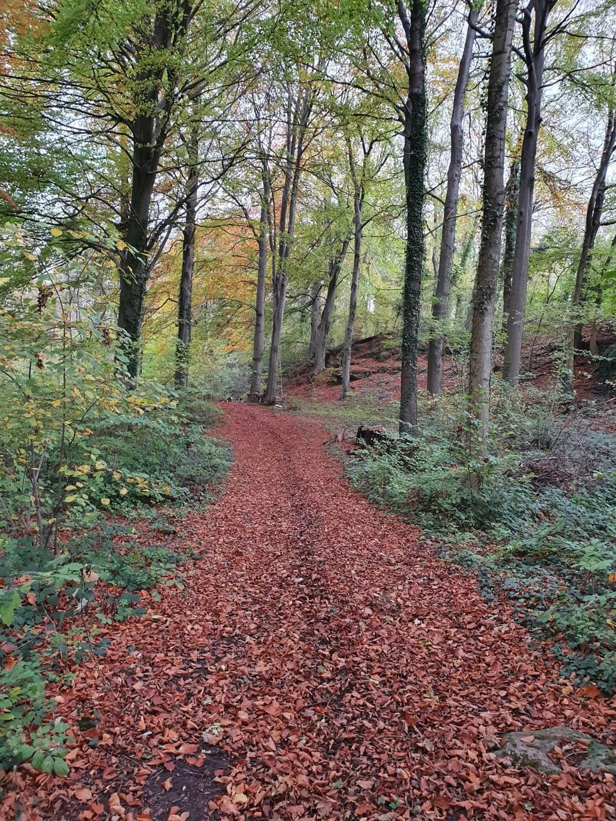 Sentier forestier automnal, nature environnante de la retraite dans l'Oise