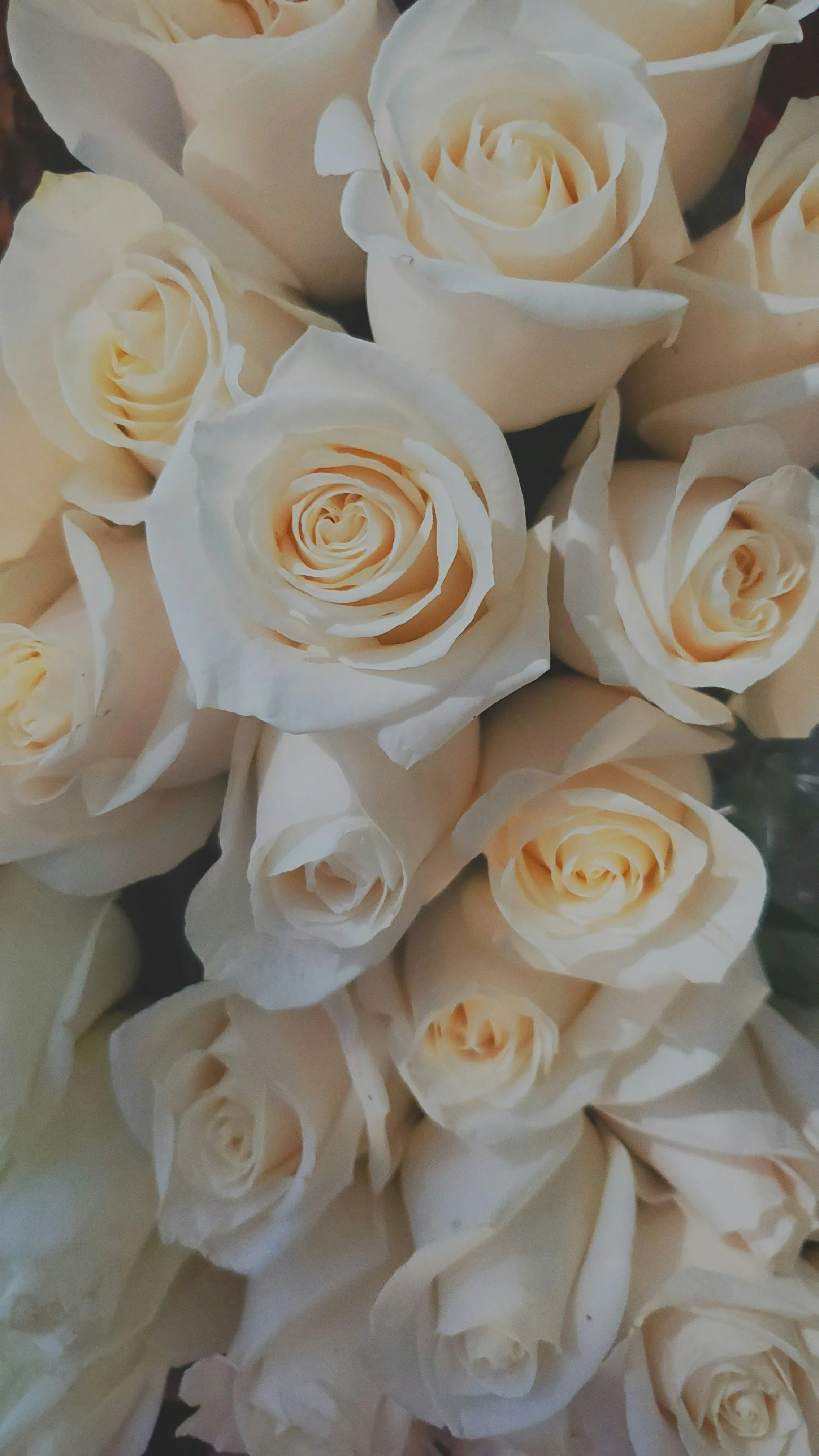 2 Dozen Roses | A Grand Expression of Love & Elegance
