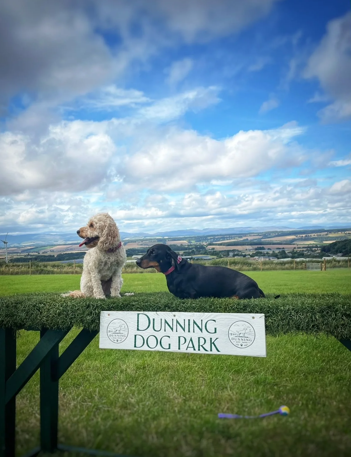 Two dogs sitting on a our photo platform that reads "Dunning Dog Park" with a rural landscape