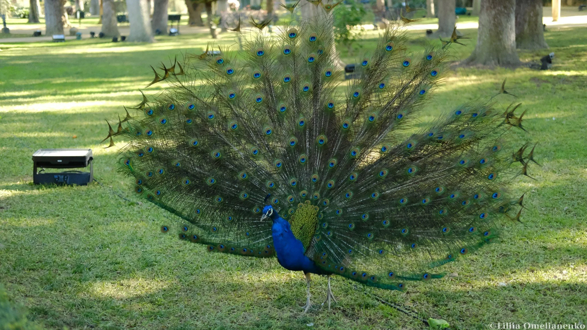 DSCF0326.jpg