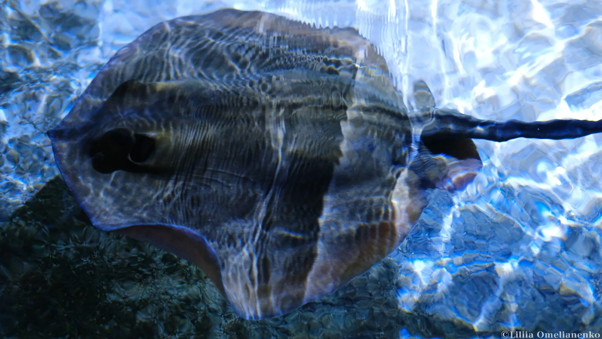 DSCF9706.jpg