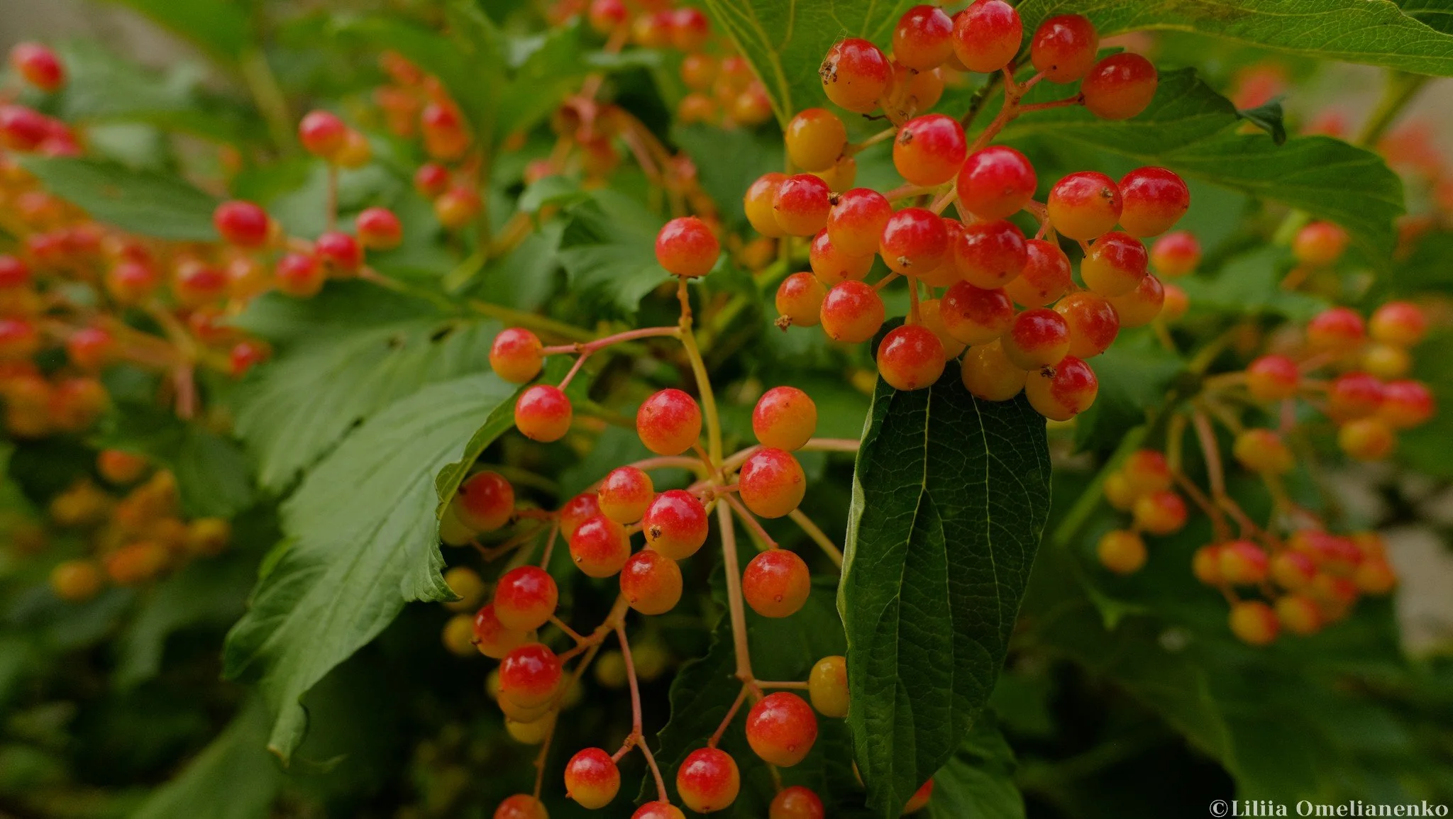 DSCF5120.jpg