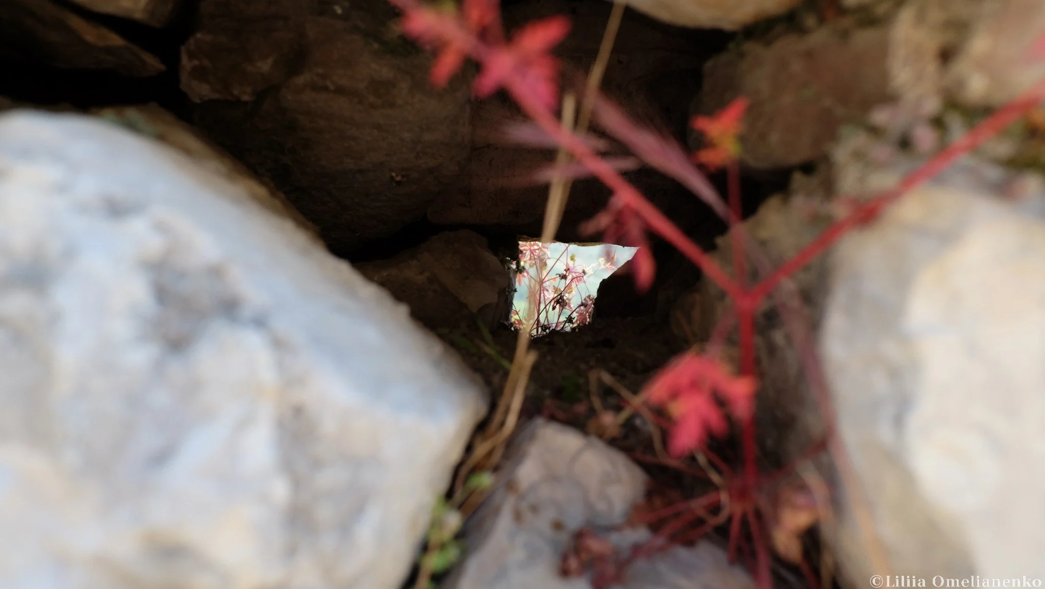 DSCF4579.jpg