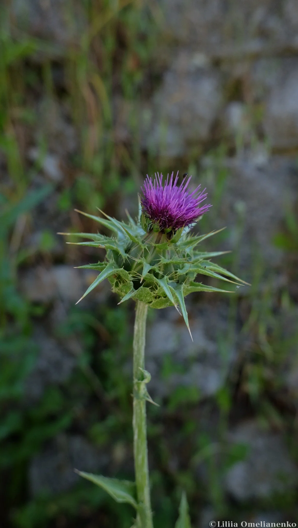 DSCF4599.jpg