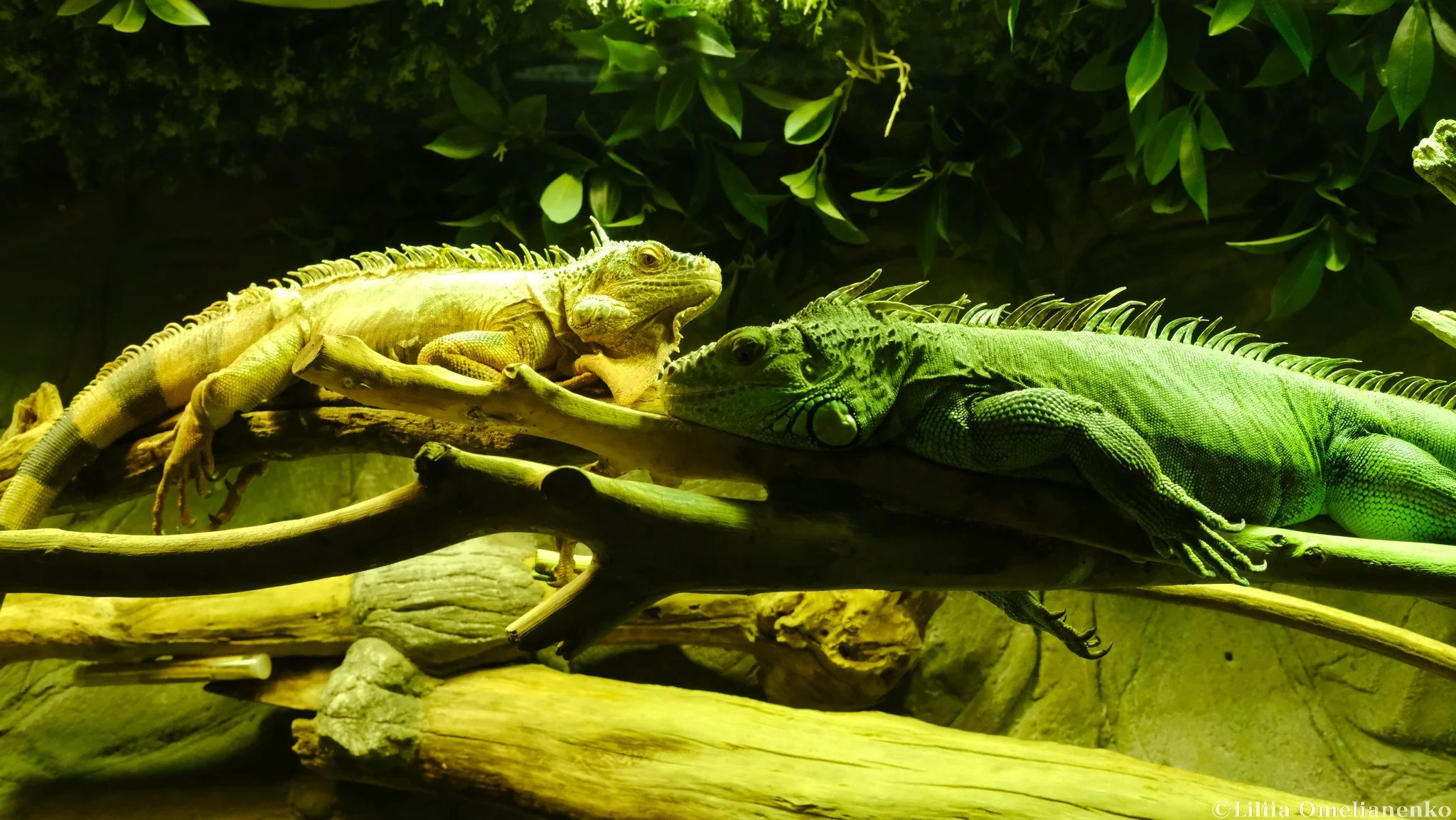 DSCF9788.jpg