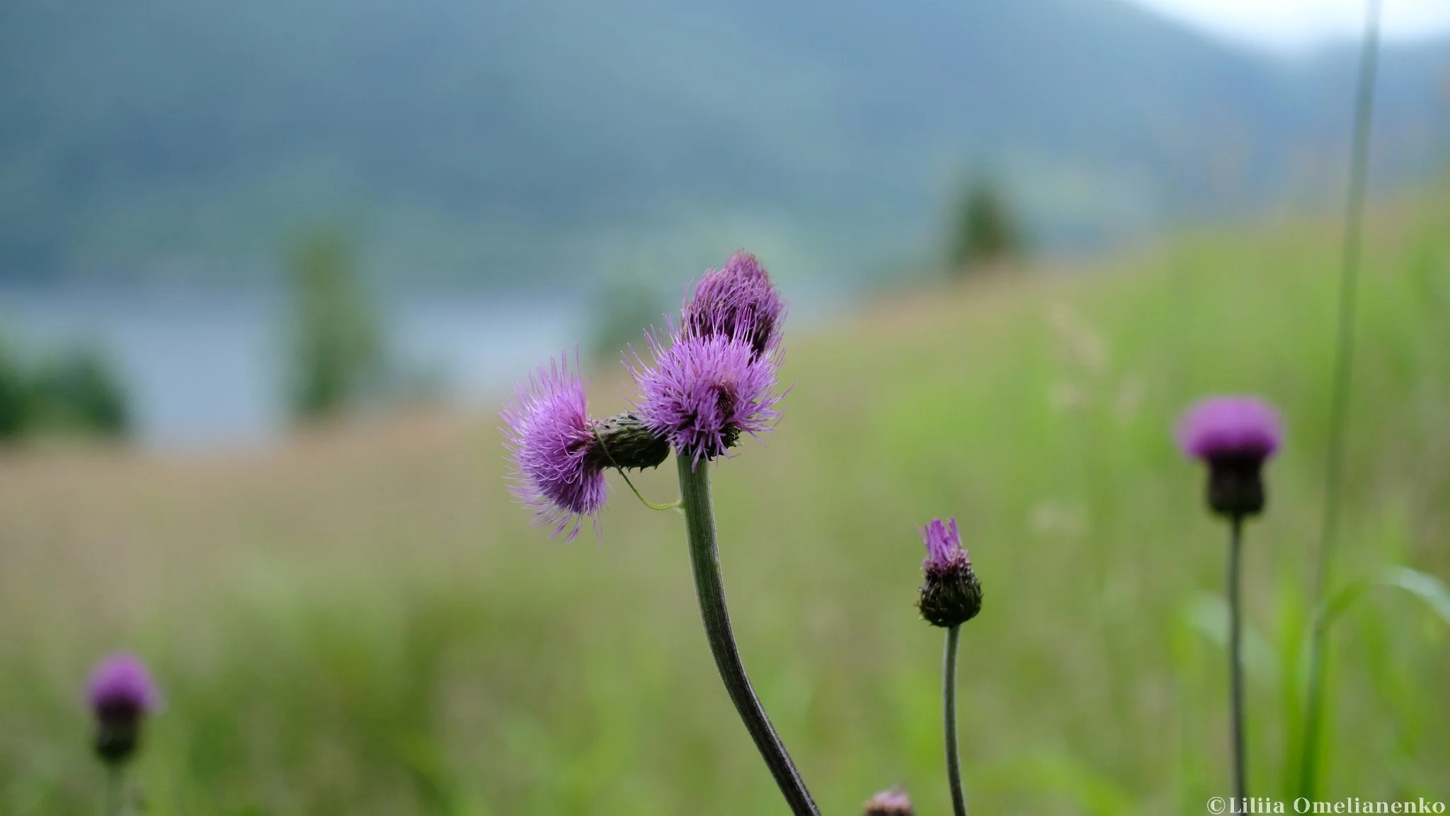 DSCF5720.jpg