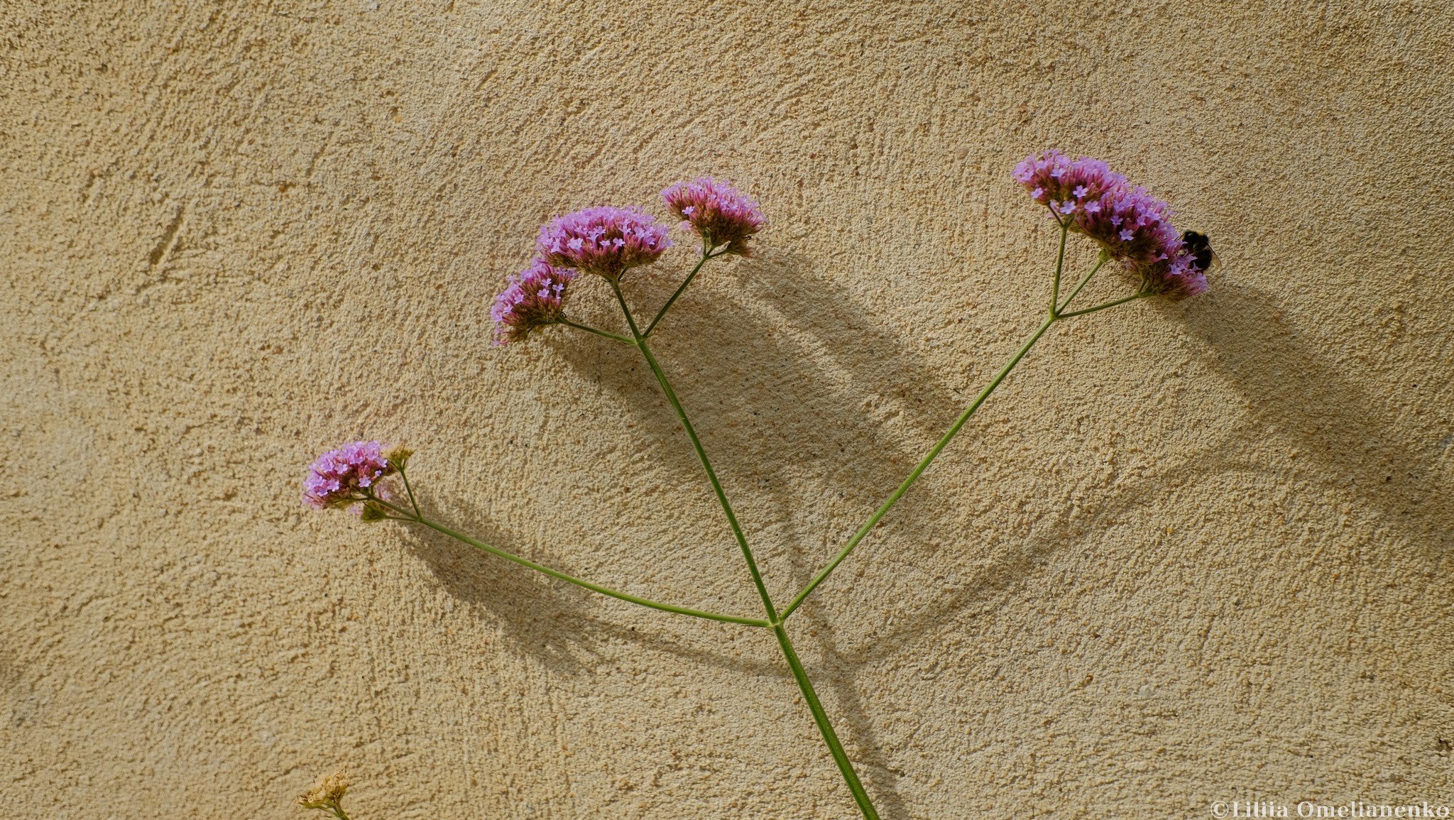 DSCF5122.jpg