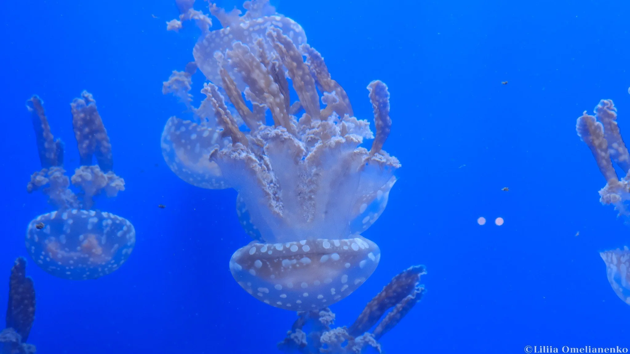 DSCF9939.jpg