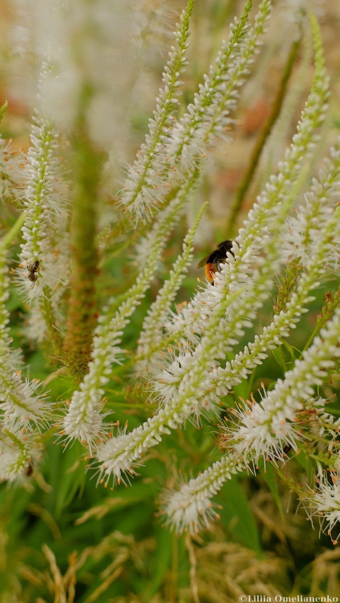 DSCF5133.jpg