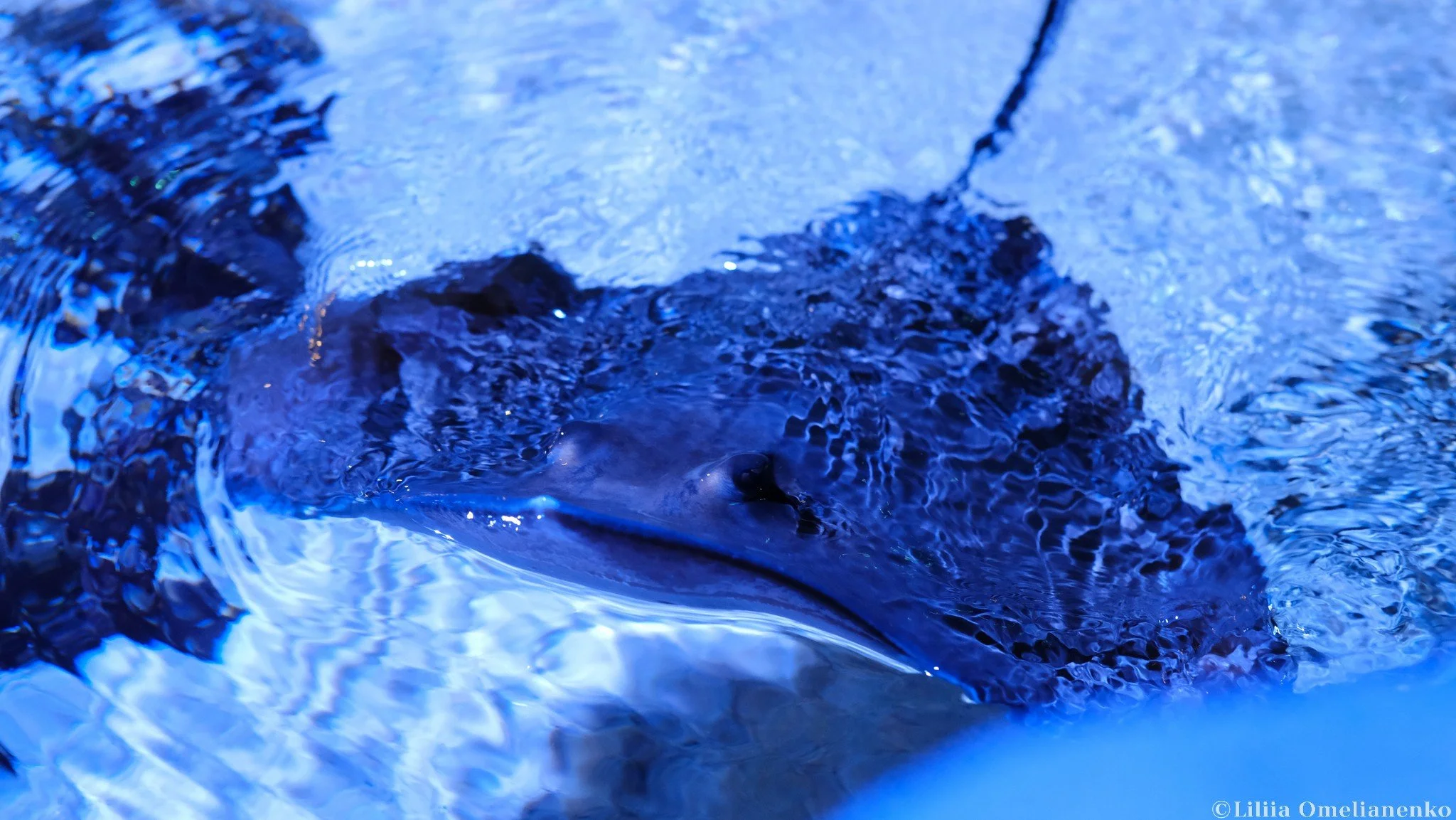 DSCF9695.jpg