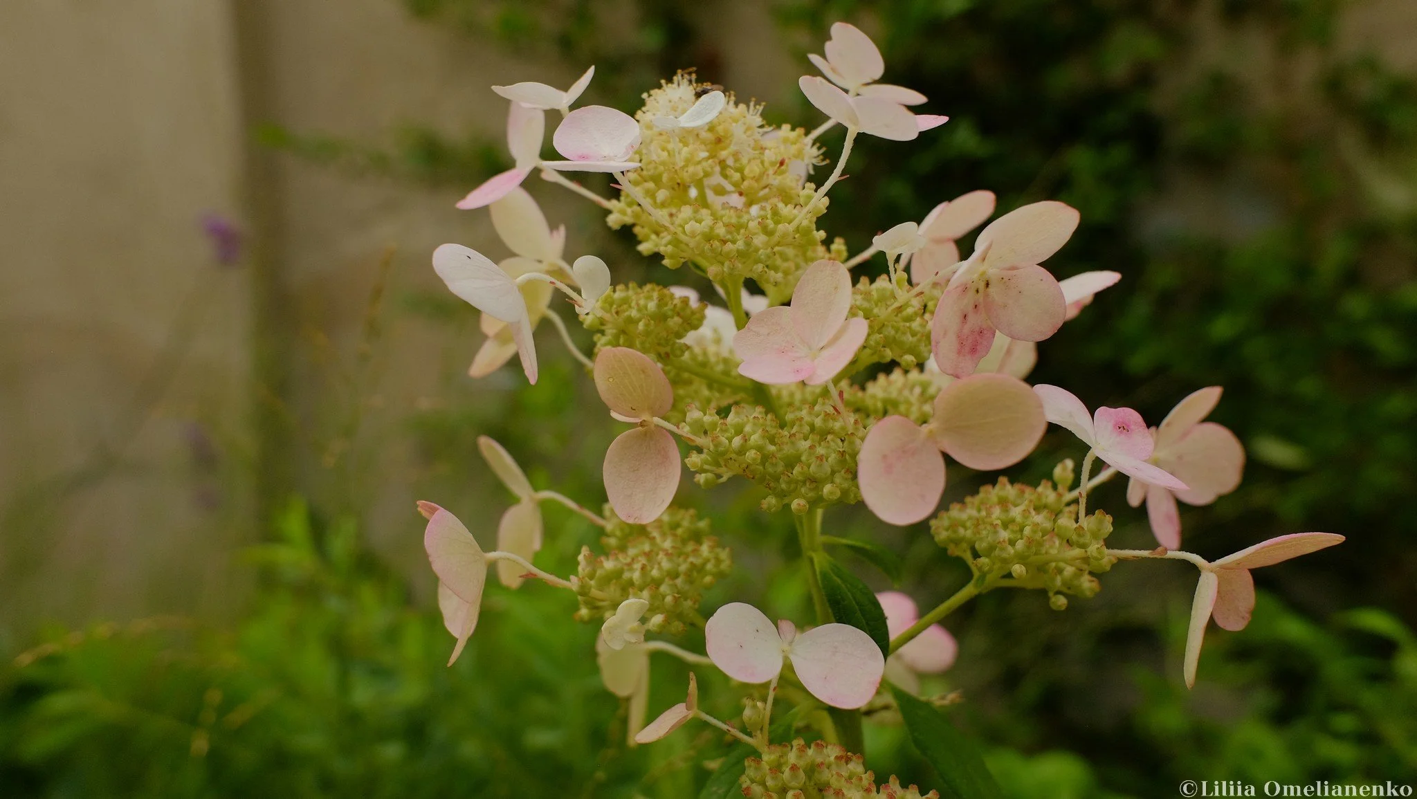 DSCF5111.jpg