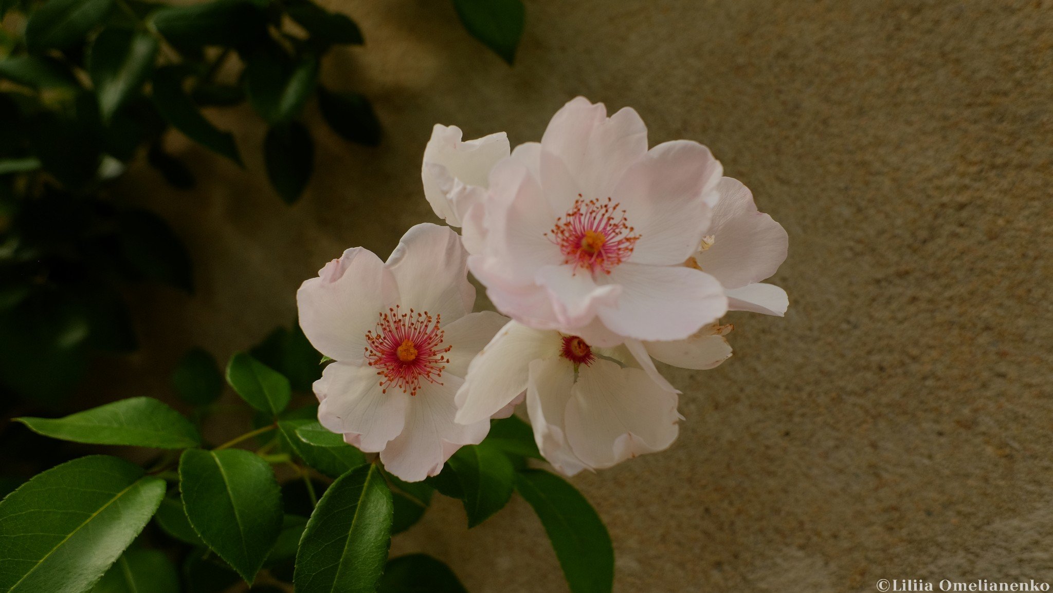 DSCF5121.jpg