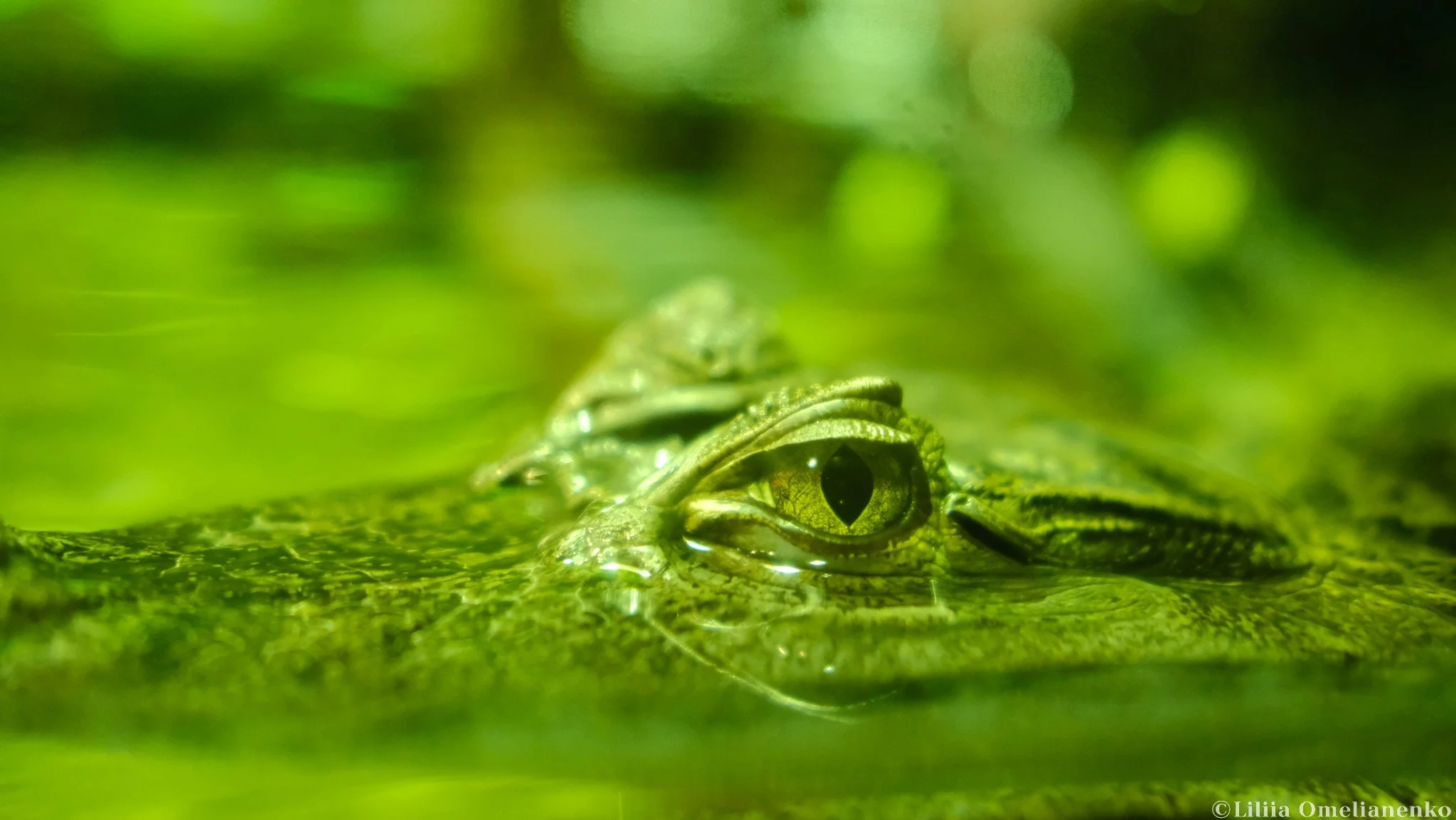 DSCF9800.jpg