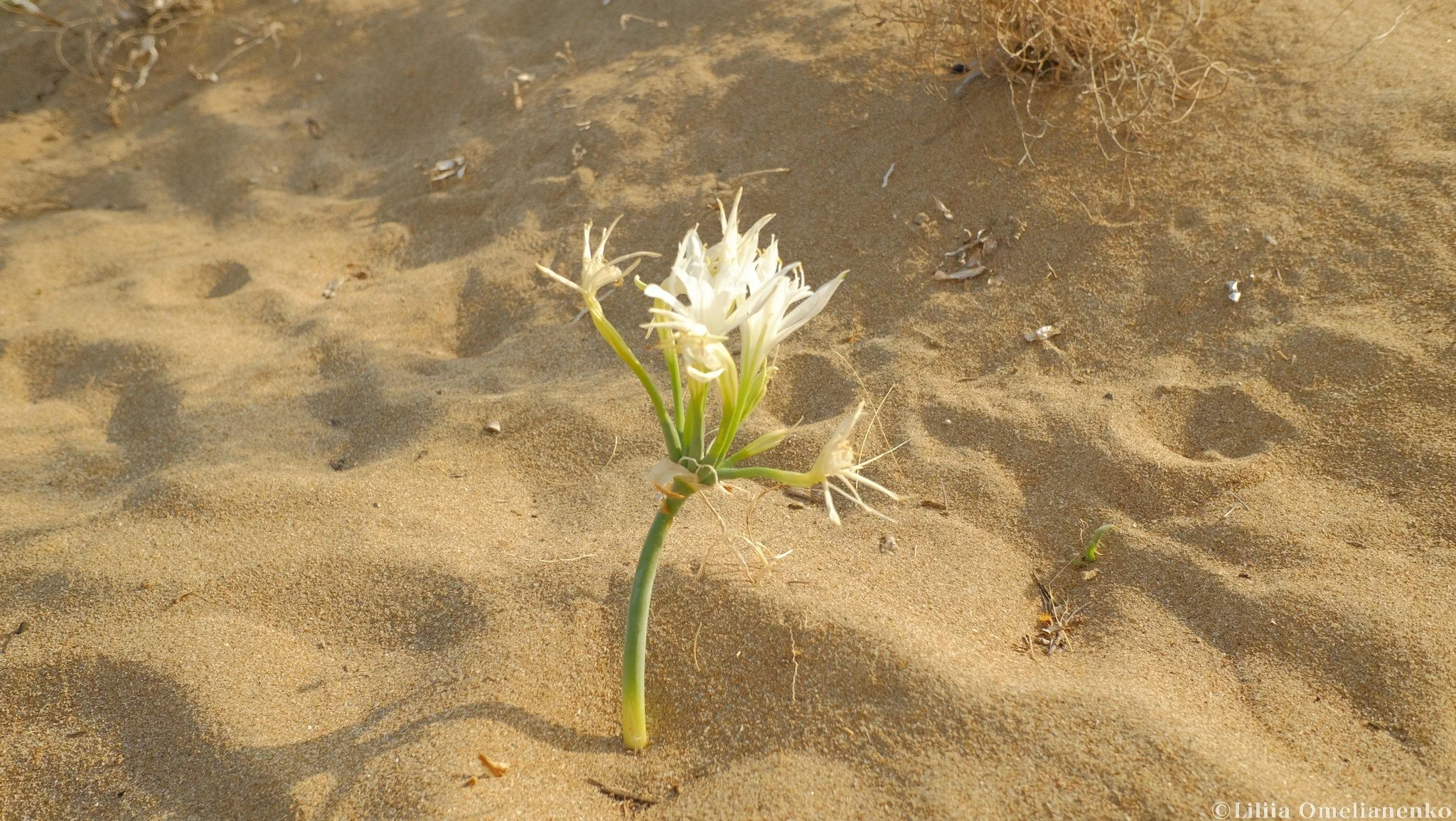 DSCF1415.jpg