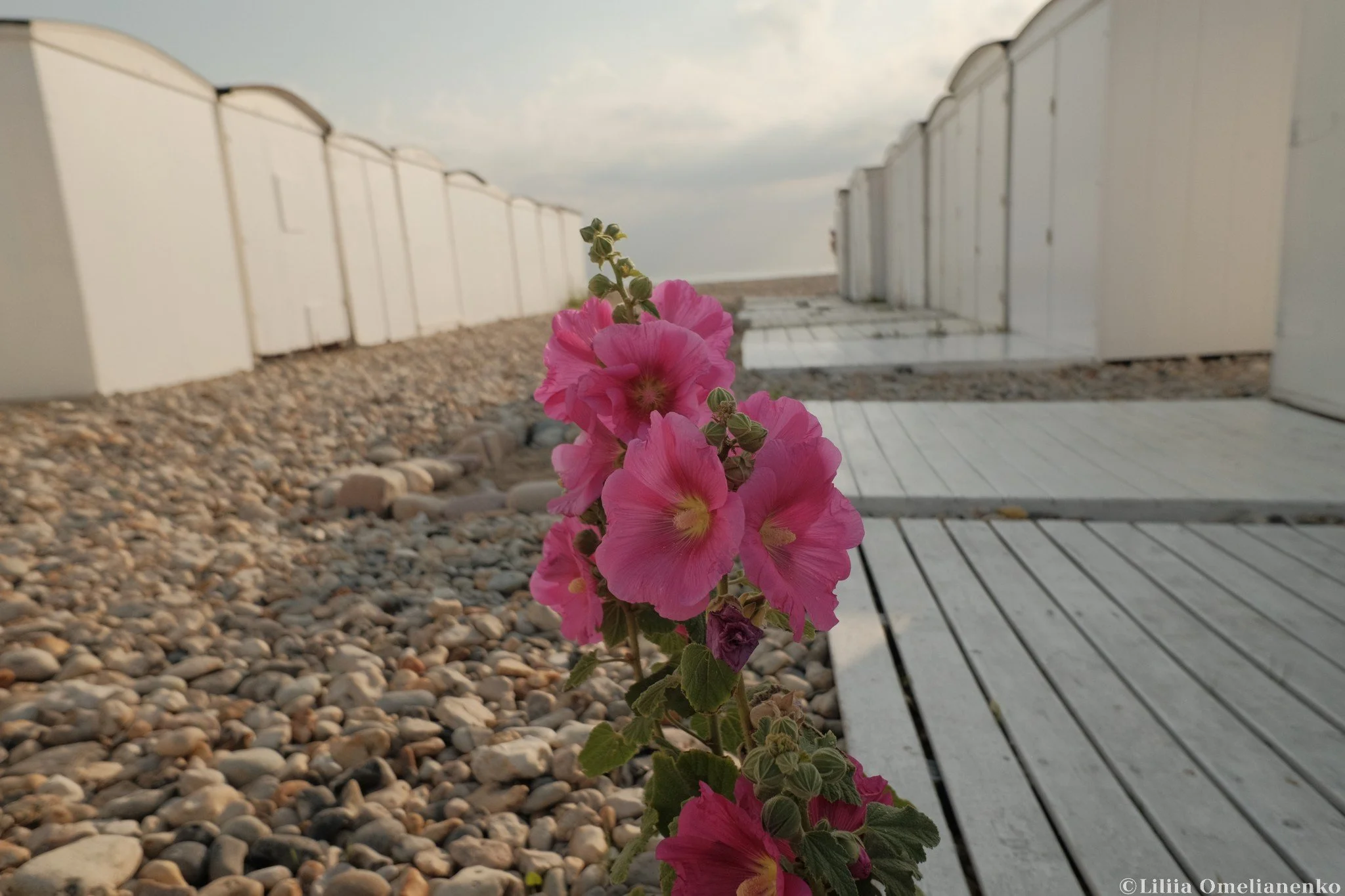 DSCF7621.jpg