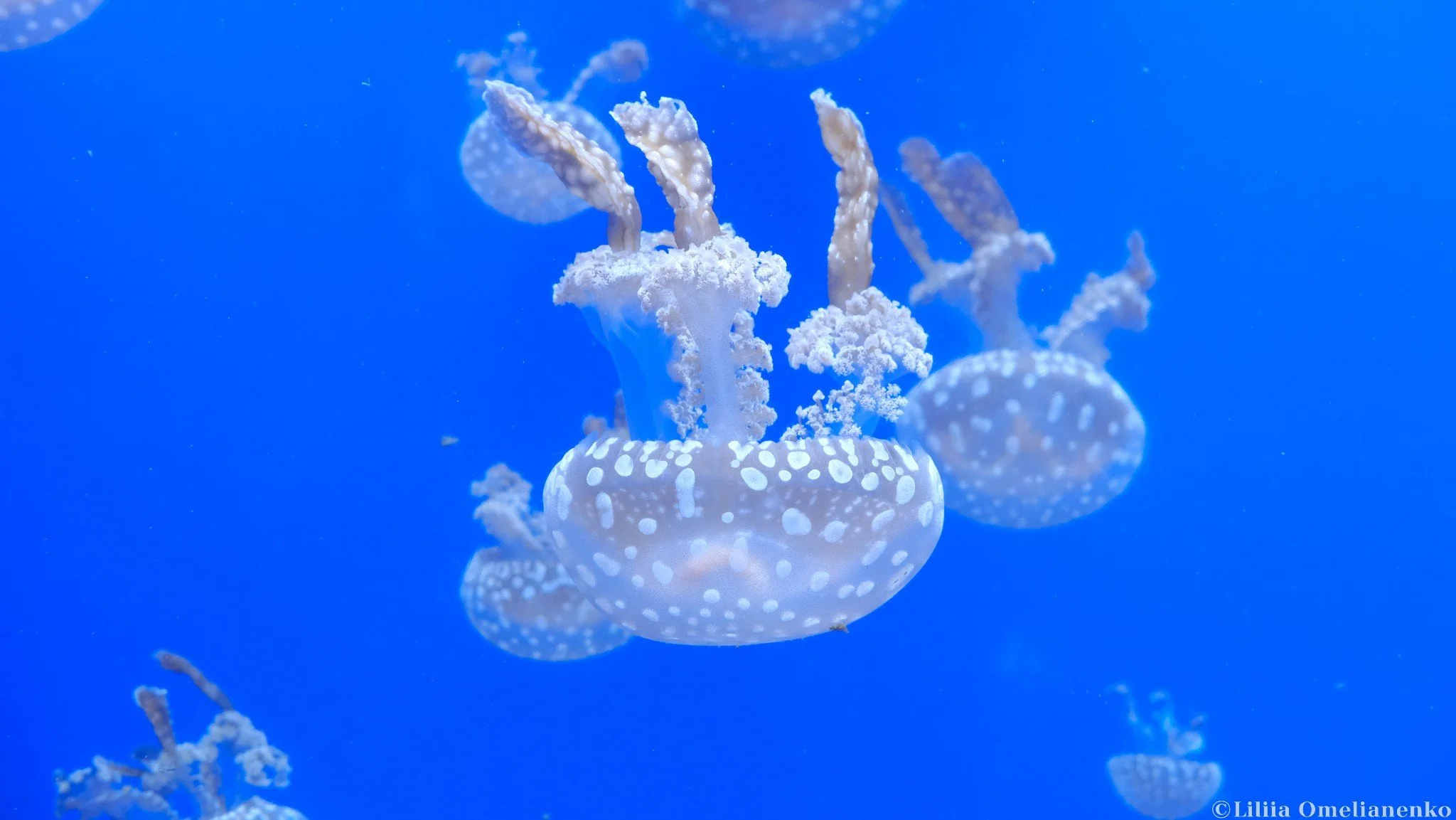 DSCF9942.jpg
