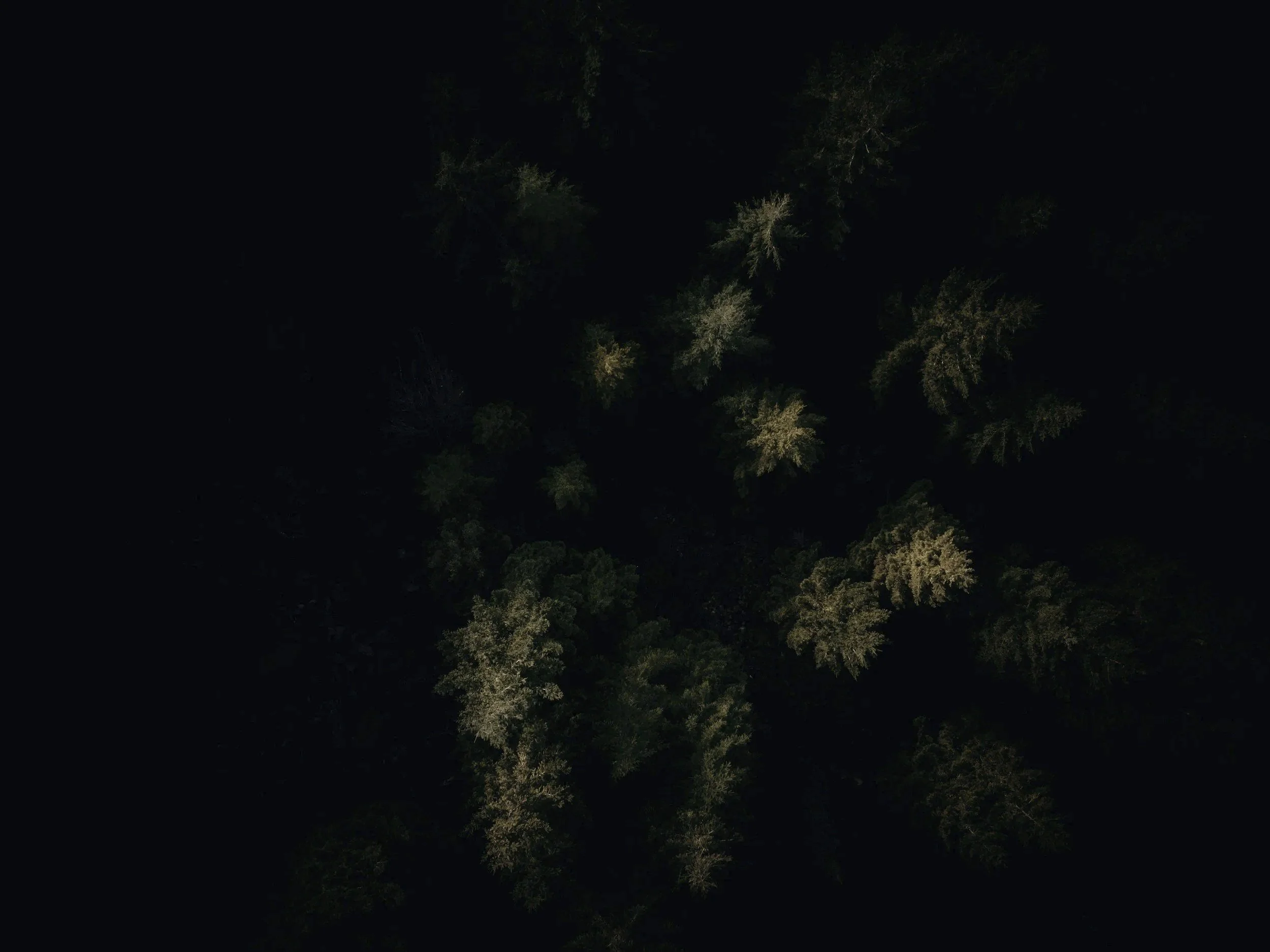 Aerial view of a forest with tall trees at night.