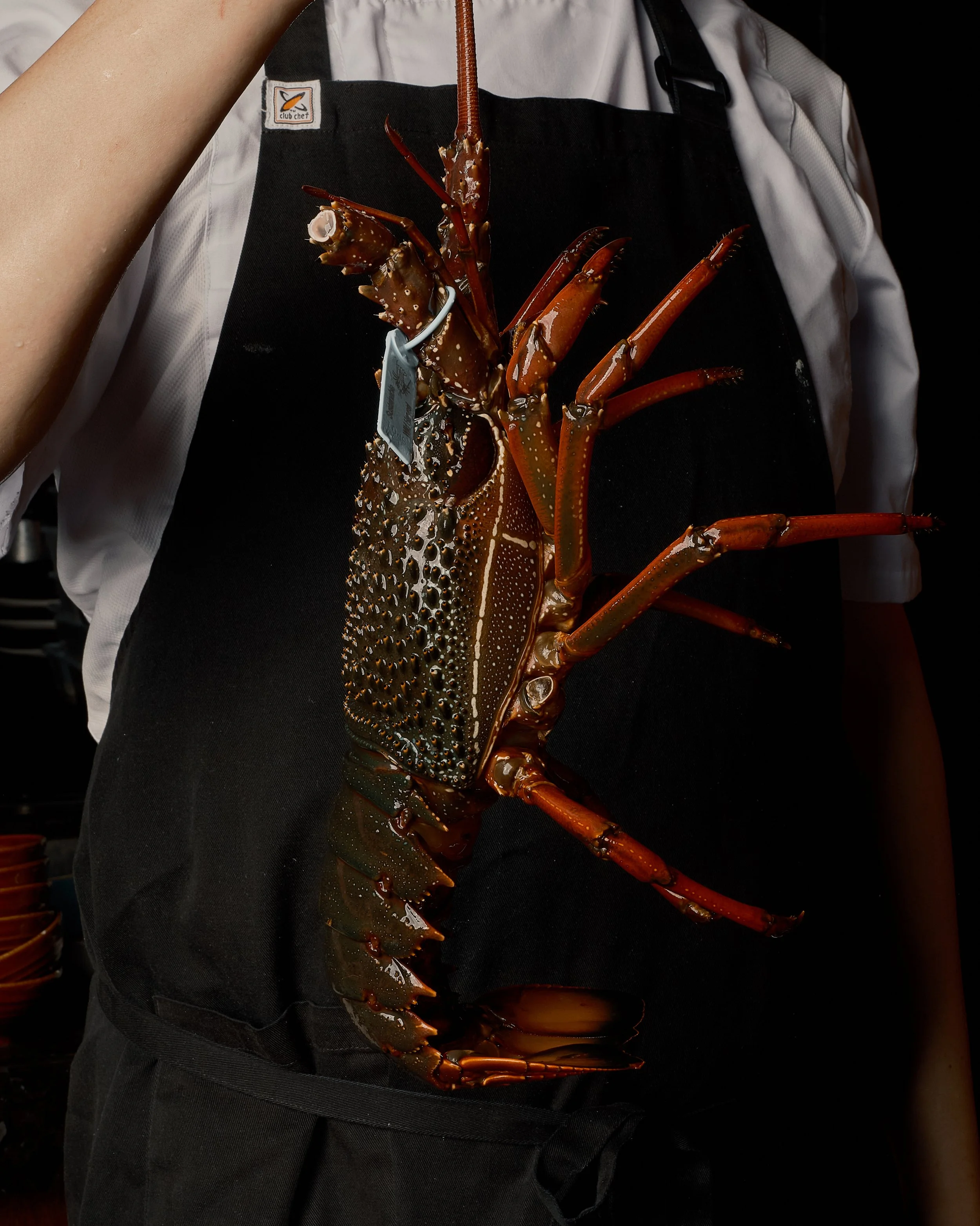 A person in a black apron with a lobster hanging from their neck, partially covered by a white shirt.