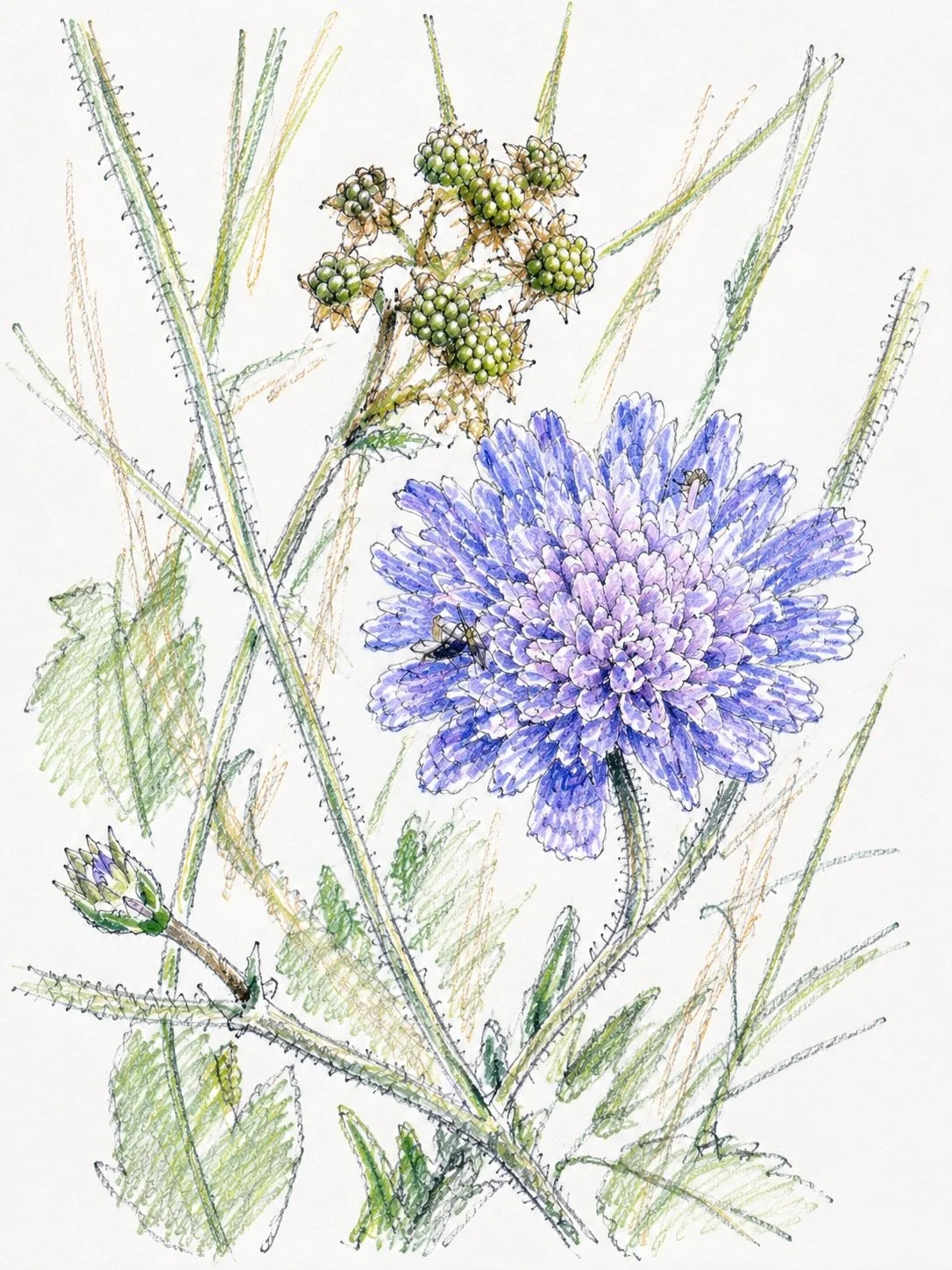 Field scabious was once used to treat scabies, which gave the flower its name. Each flowerhead is actually a crowd of many tiny flowers. Bees and butterflies adore it- a miniature meadow banquet.