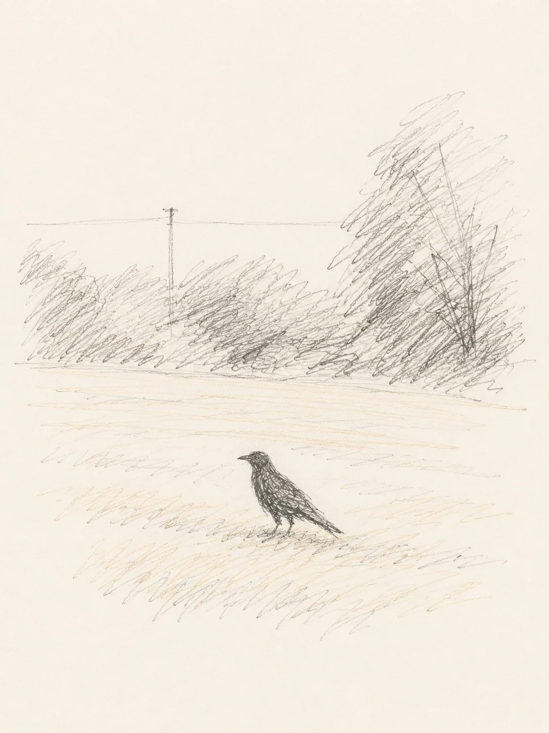 The Rook - they are rarely alone for long. After harvest they're often seen walking the stubble, searching for grain, insects and worms.