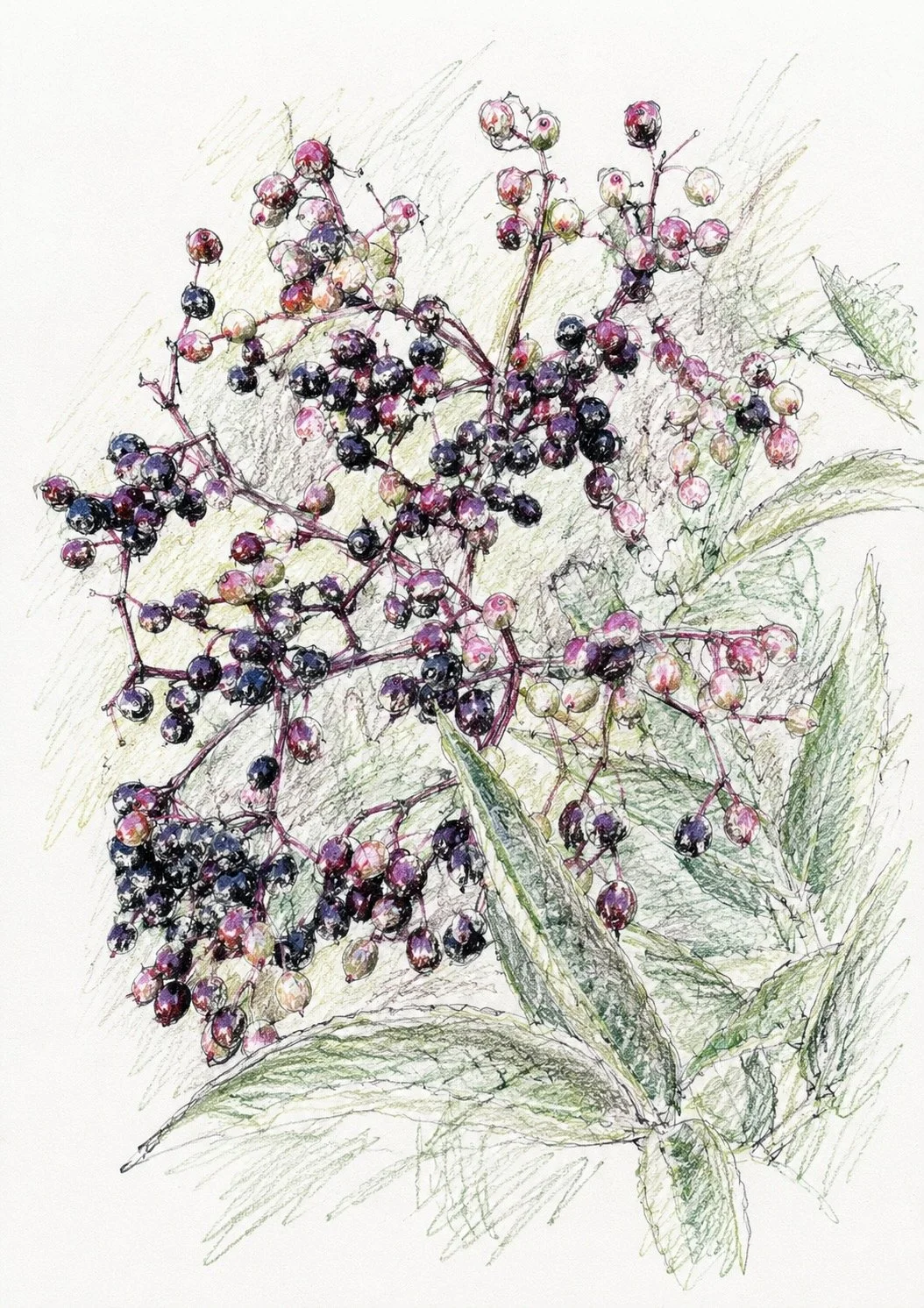 Elder was once believed to protect the home from witches and bad luck. Cook the berries with sugar and spices to make a rich elderberry syrup. Or add it to a gin and tonic - the most uplifting medicine. 