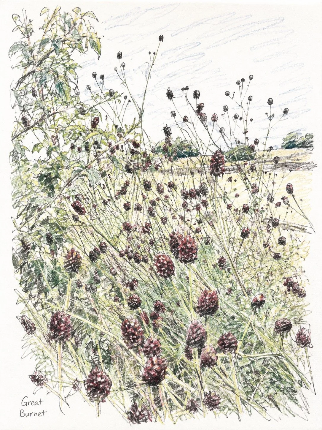 Great Burnet's latin name, Sanguistora, means blood absorber. Its dark red brown flowers resemble drops of blood. It was once used to stop bleeding. 