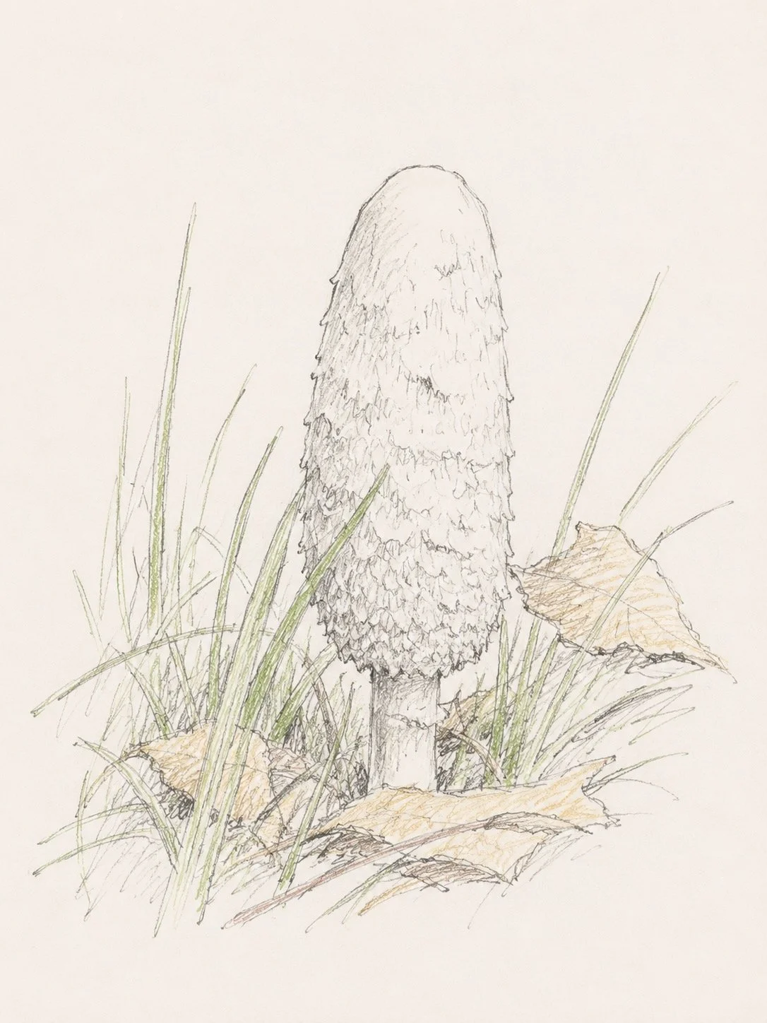 Shaggy Inkcap Mushroom - one of Britain's best edible mushrooms, but only when young. As they mature, the cap dissolves into a black liquid to release its spores.